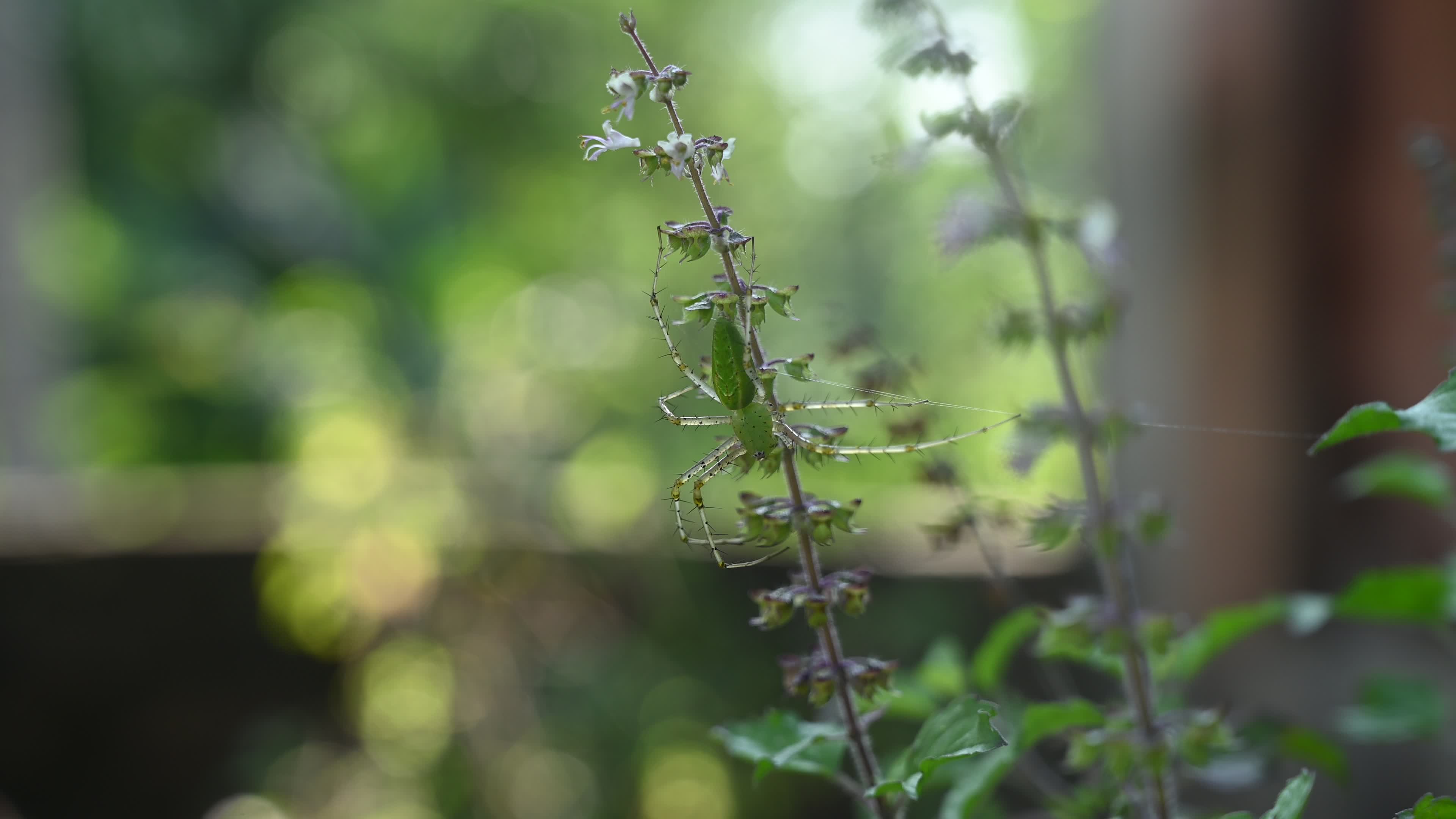 Peucetia viridana - Green lynx spider
