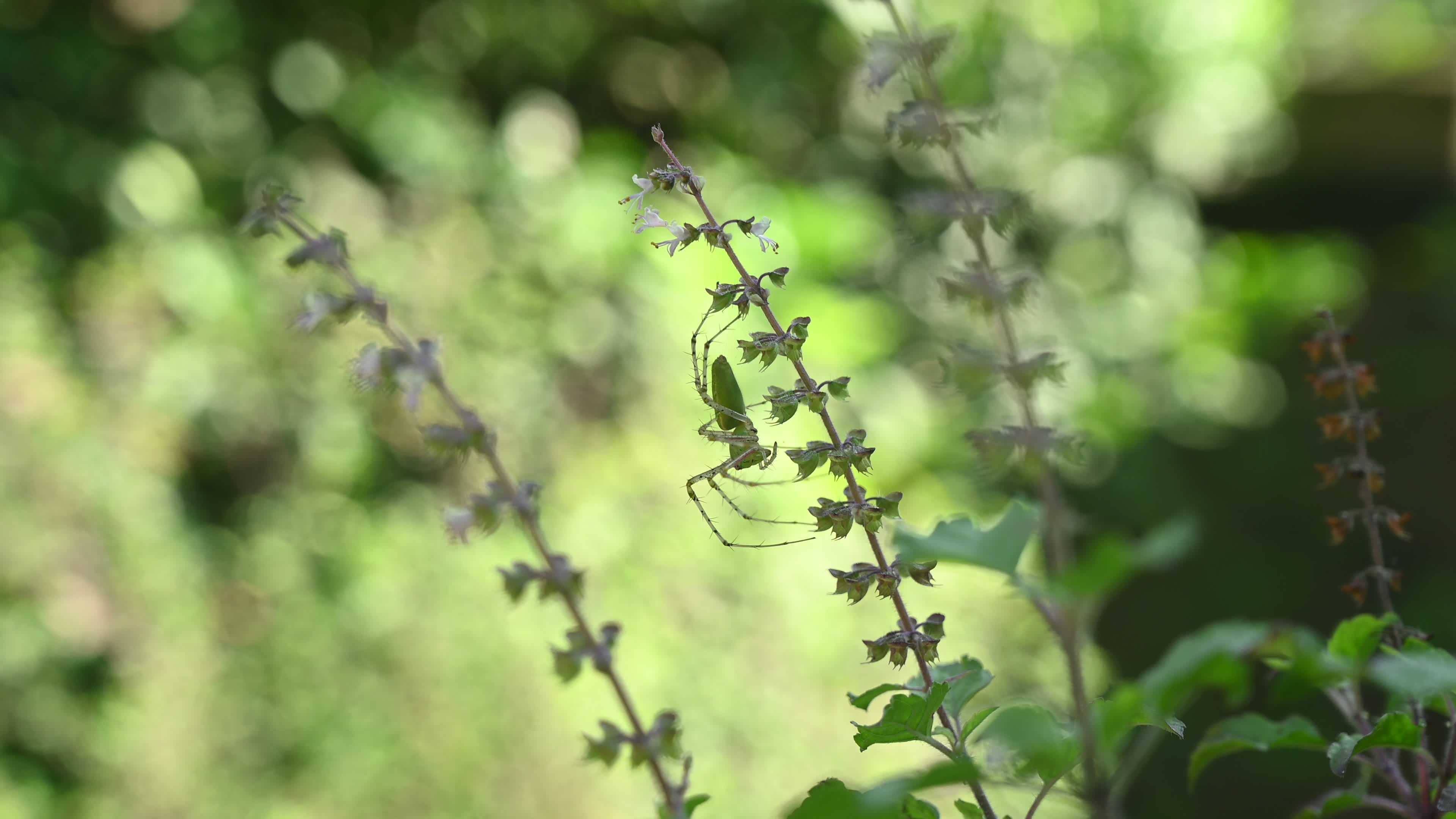 Peucetia viridana - Green lynx spider
