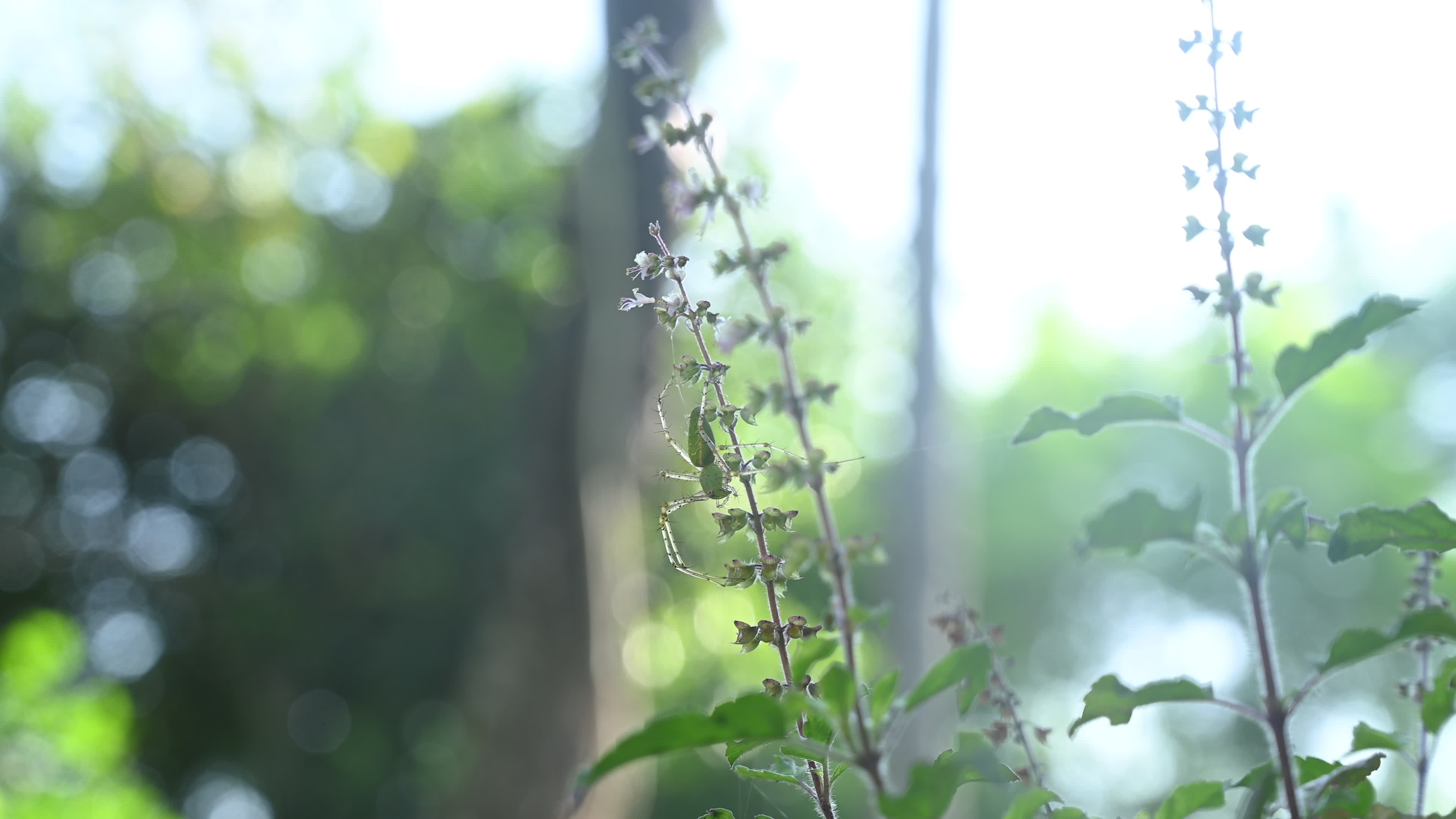 Peucetia viridana - Green lynx spider
