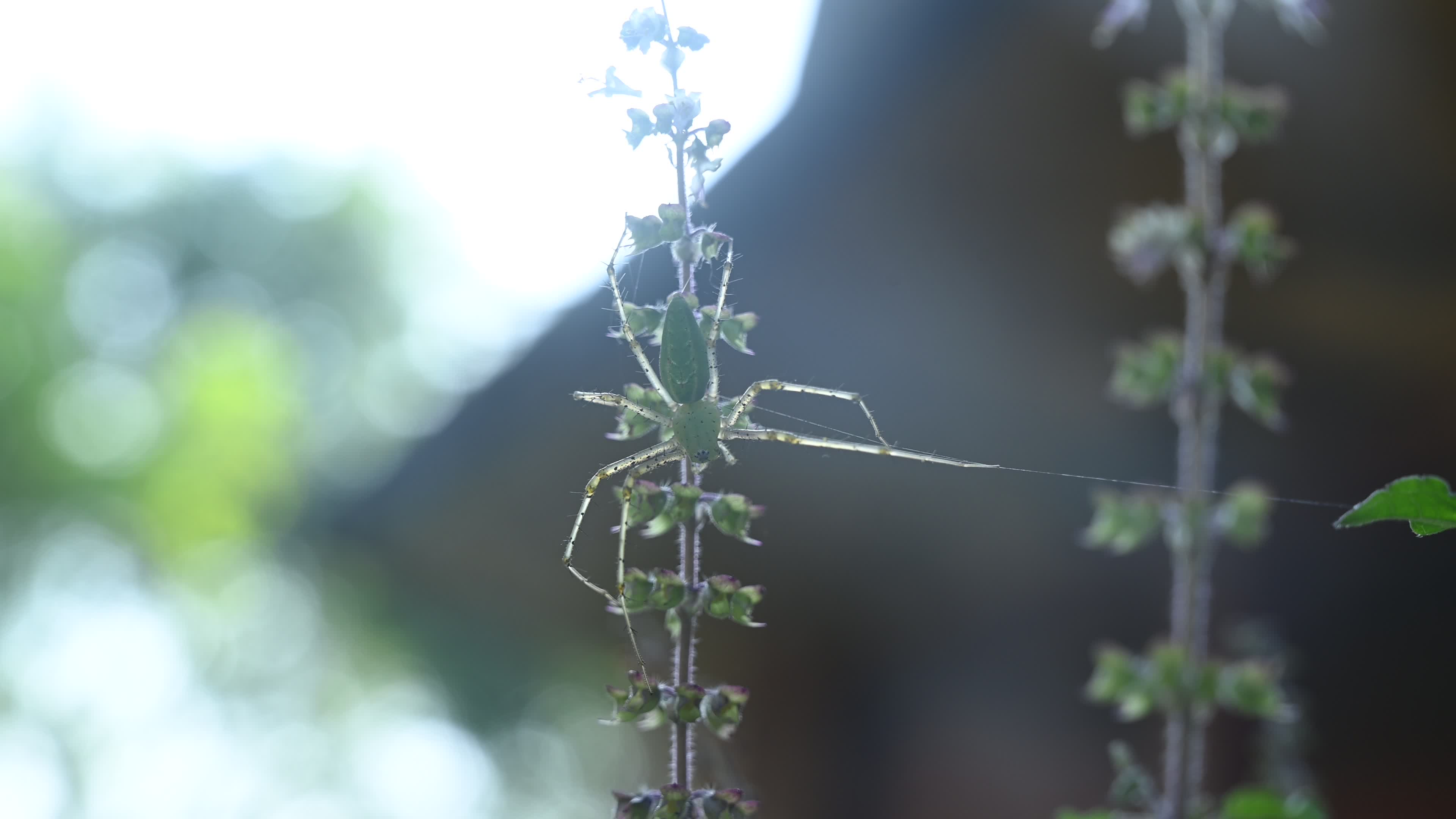 Peucetia viridana - Green lynx spider
