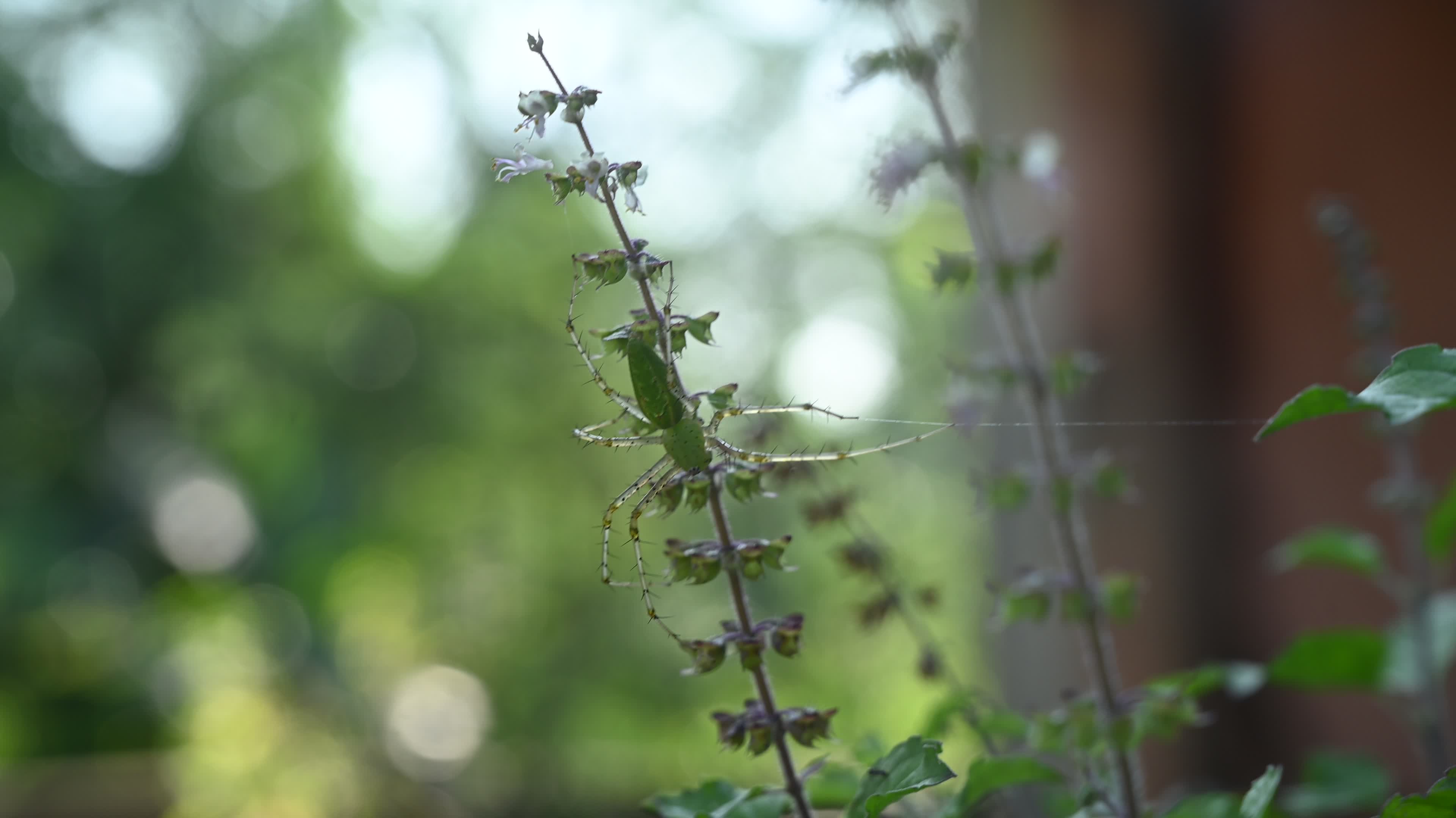 Peucetia viridana - Green lynx spider
