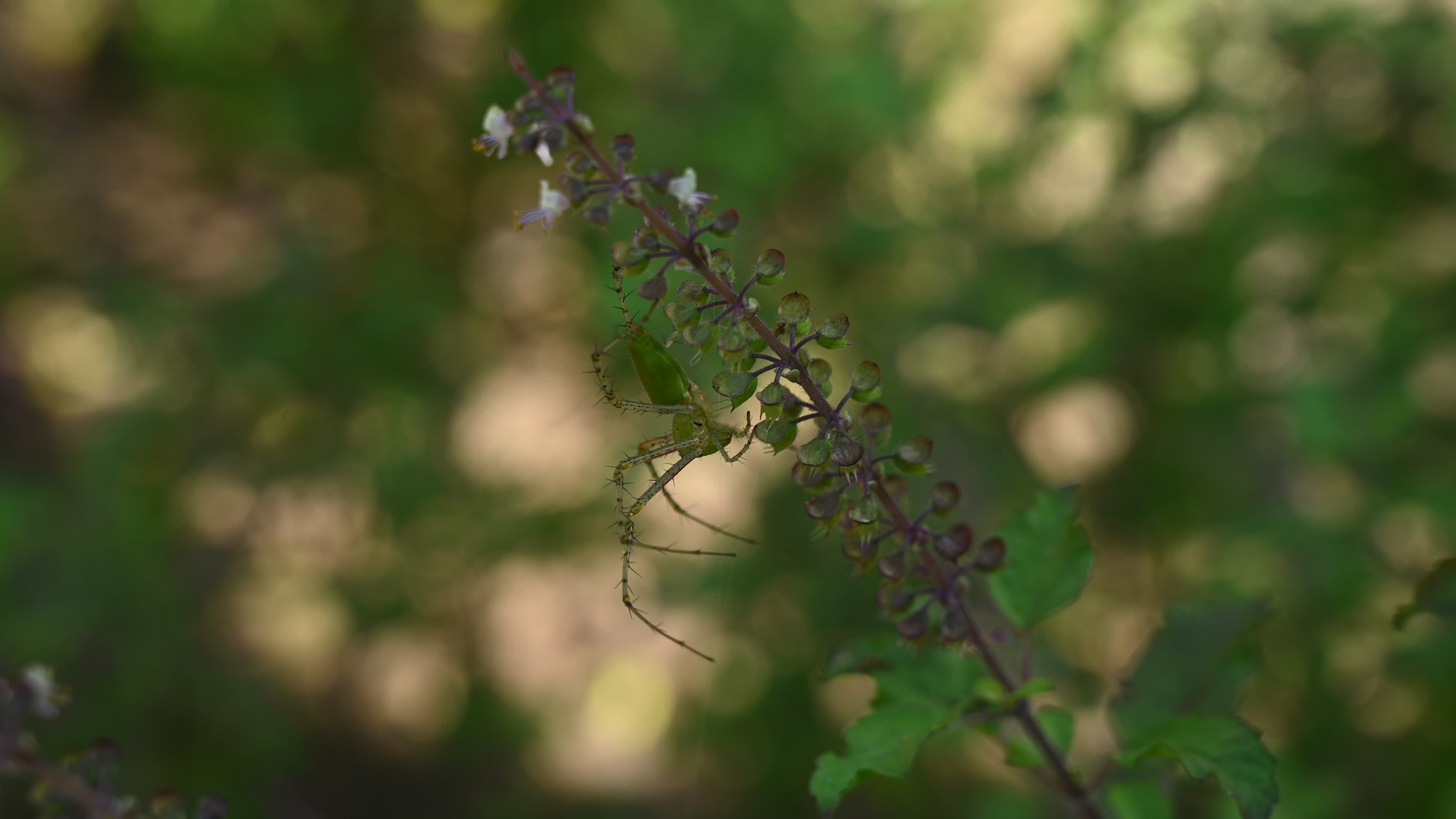 Peucetia viridana - Green lynx spider

