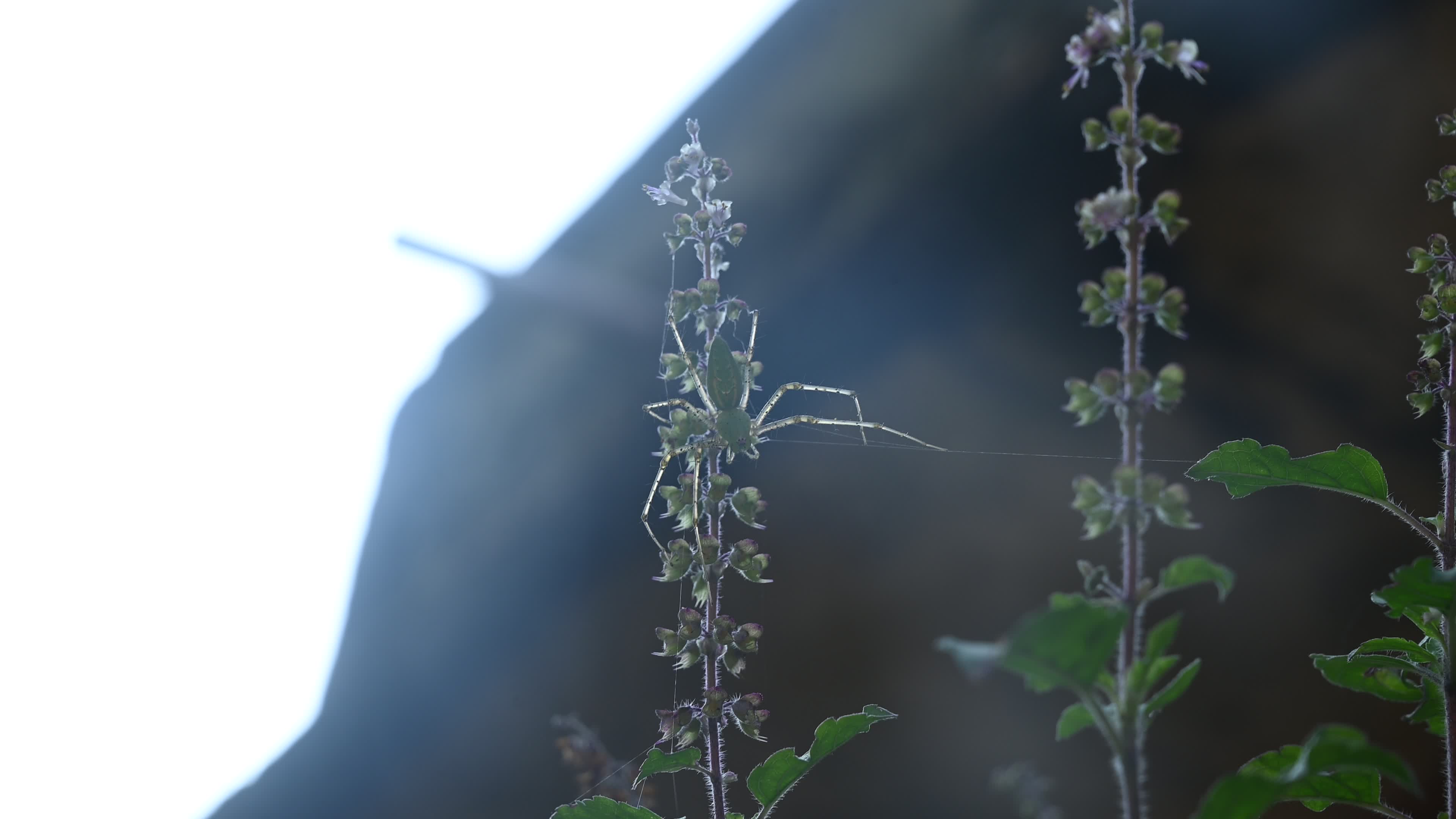 Peucetia viridana - Green lynx spider
