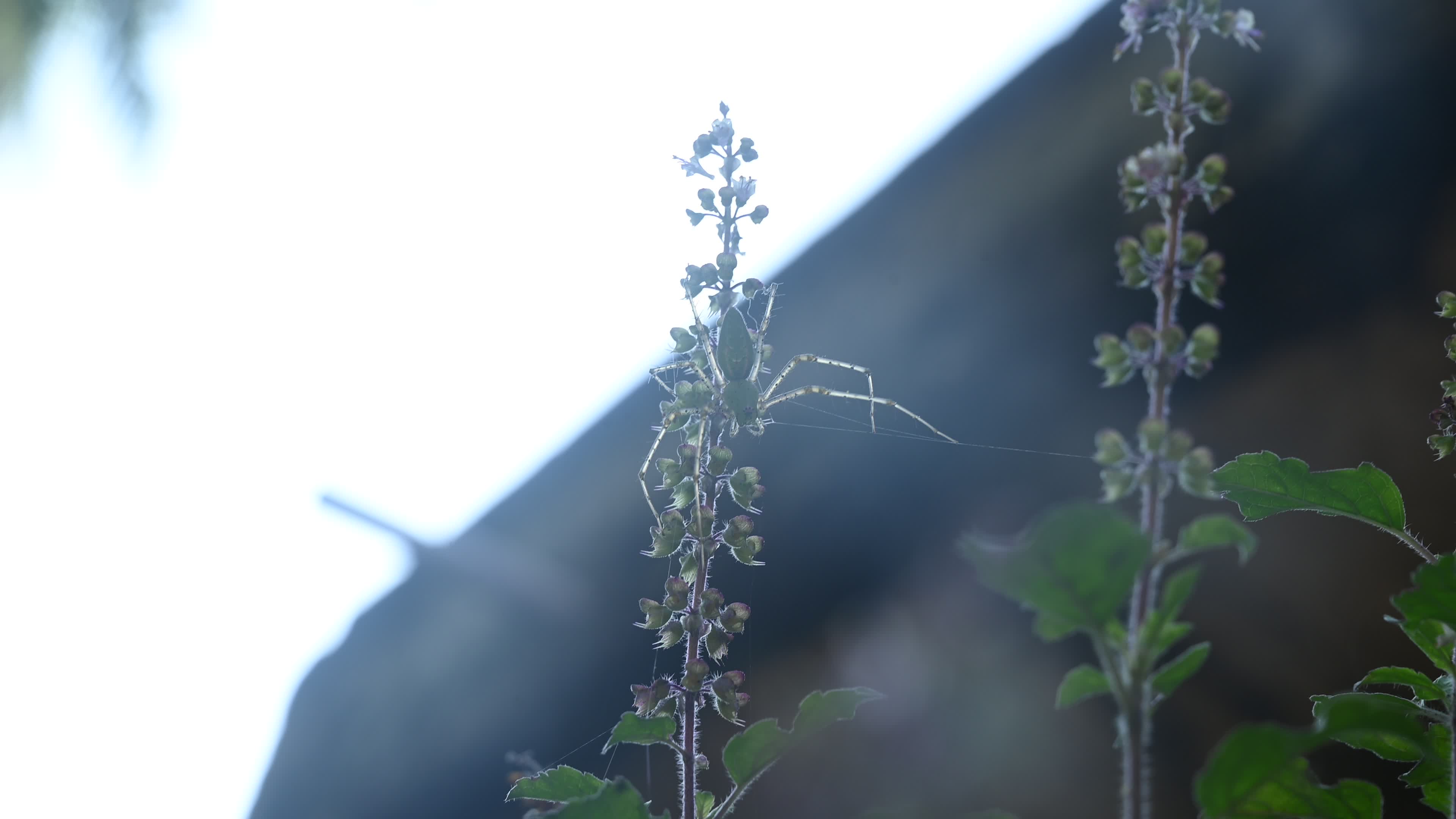 Peucetia viridana - Green lynx spider

