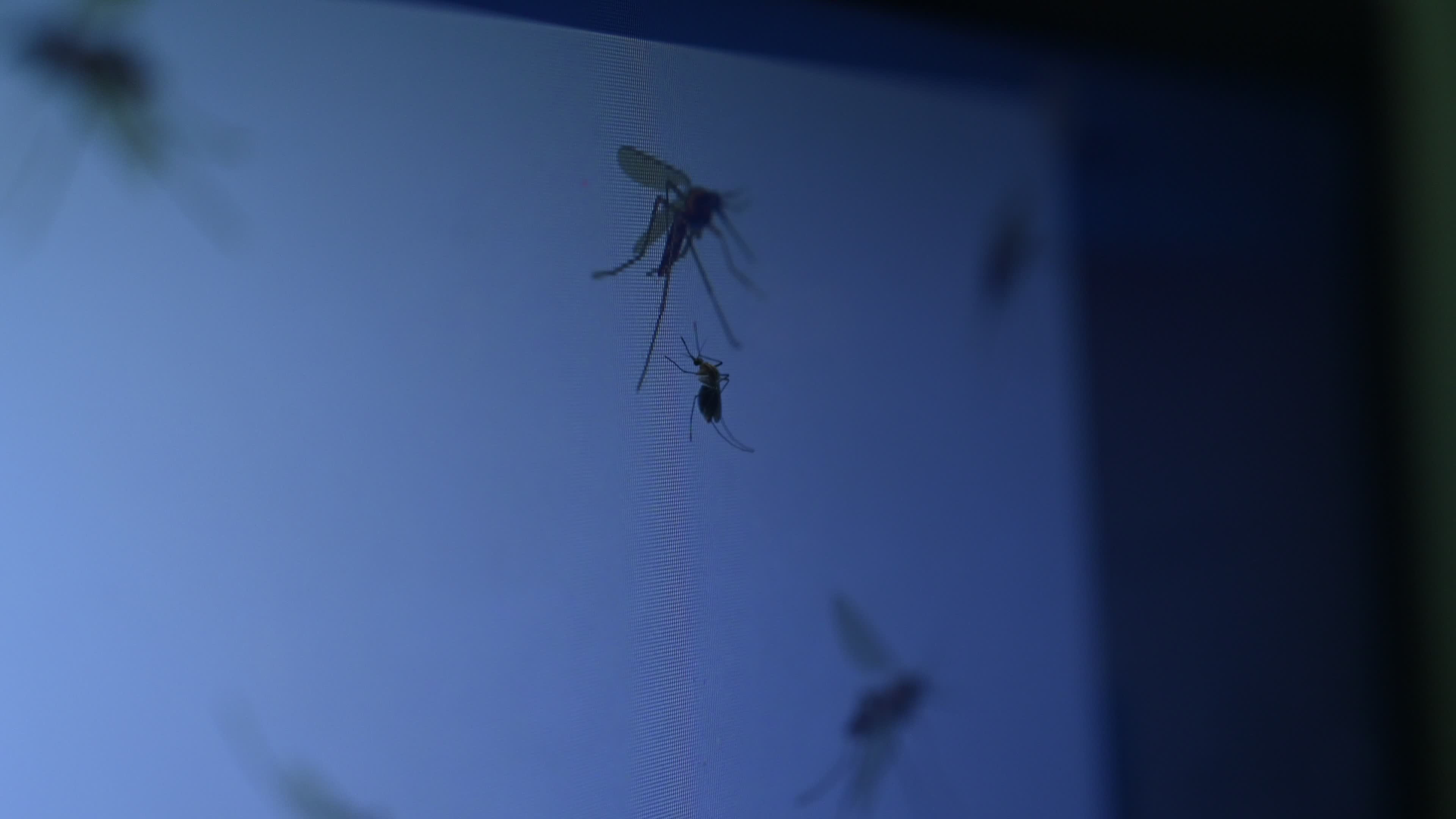 Mosquito - Disease Vector
