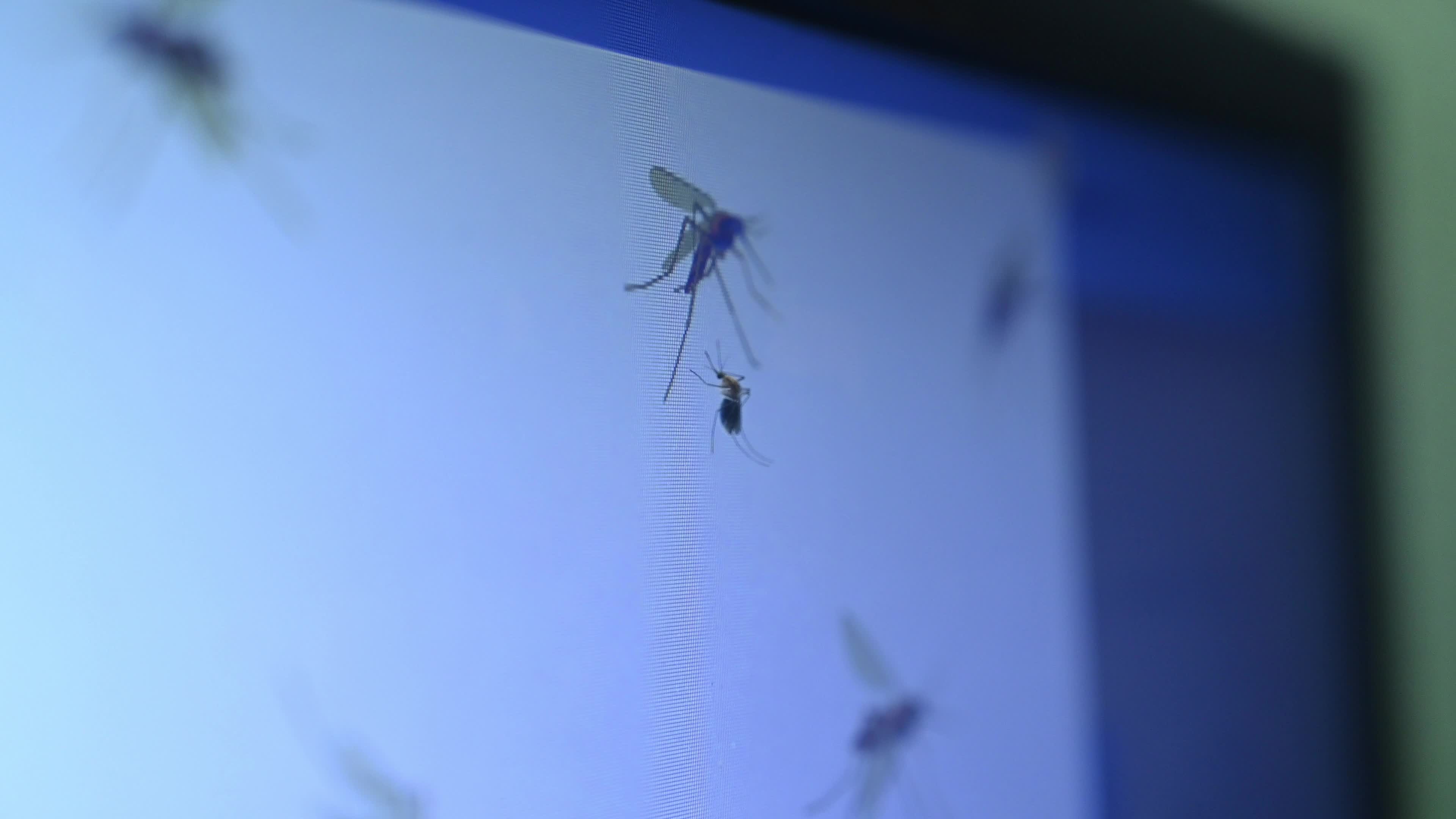 Mosquito - Disease Vector
