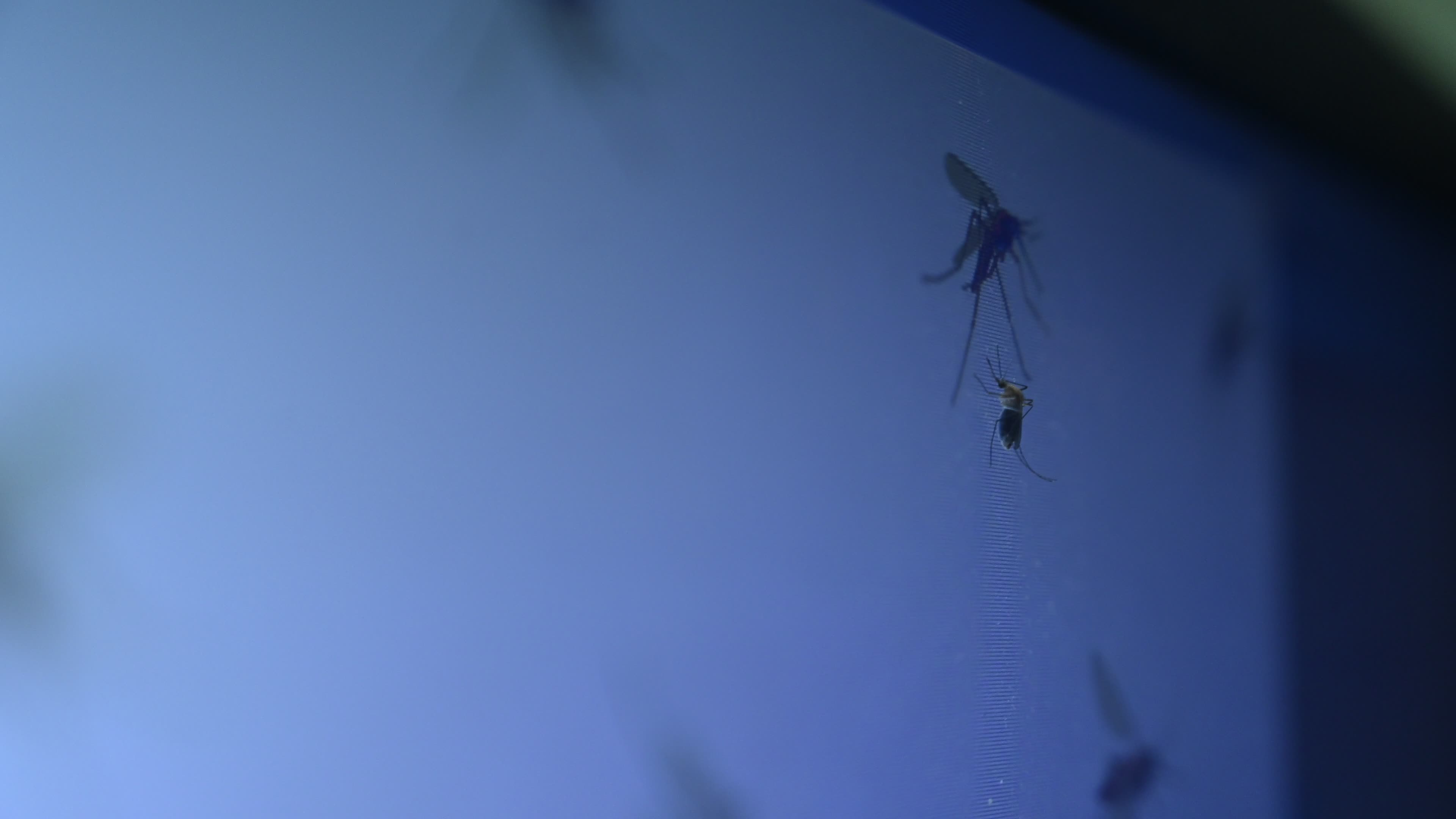 Mosquito - Disease Vector
