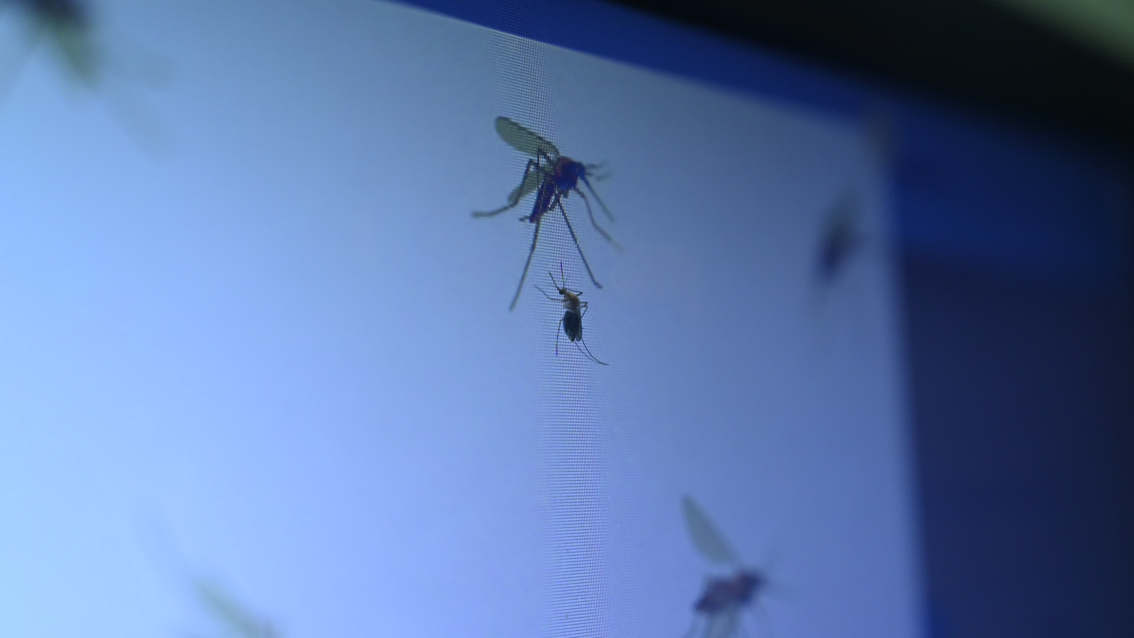 Mosquito - Disease Vector
