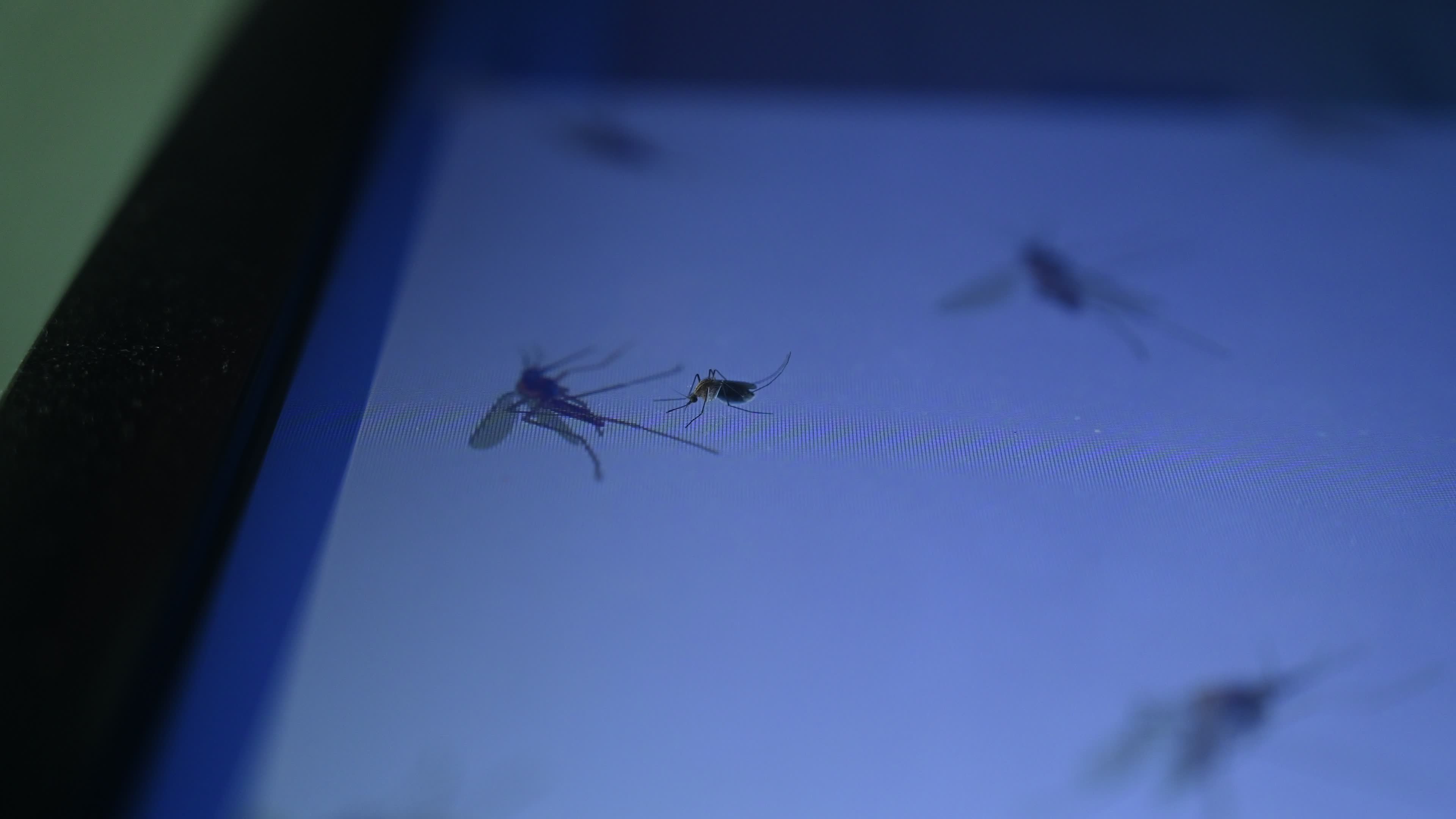Mosquito - Disease Vector
