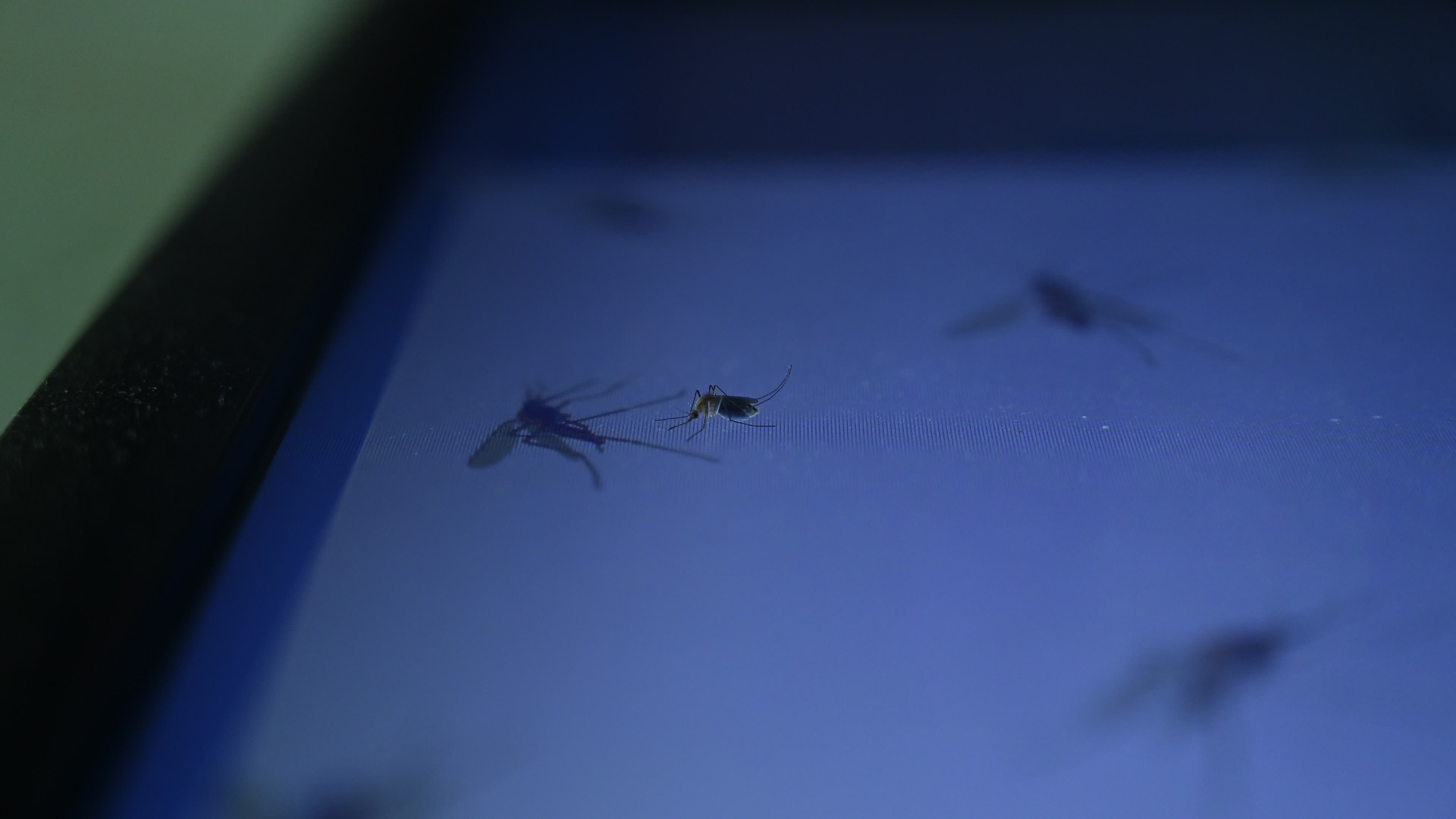 Mosquito - Disease Vector

