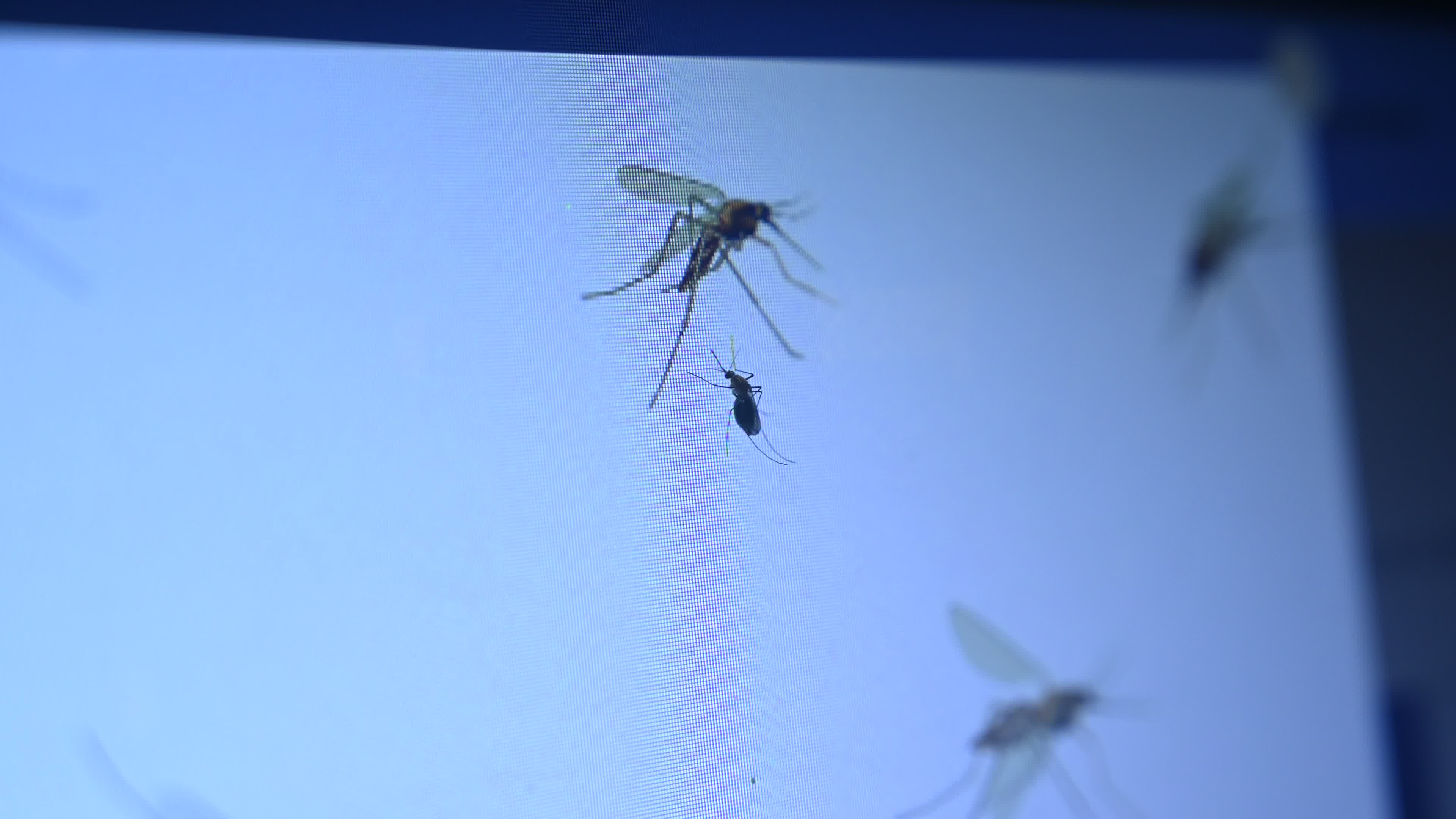 Mosquito - Disease Vector
