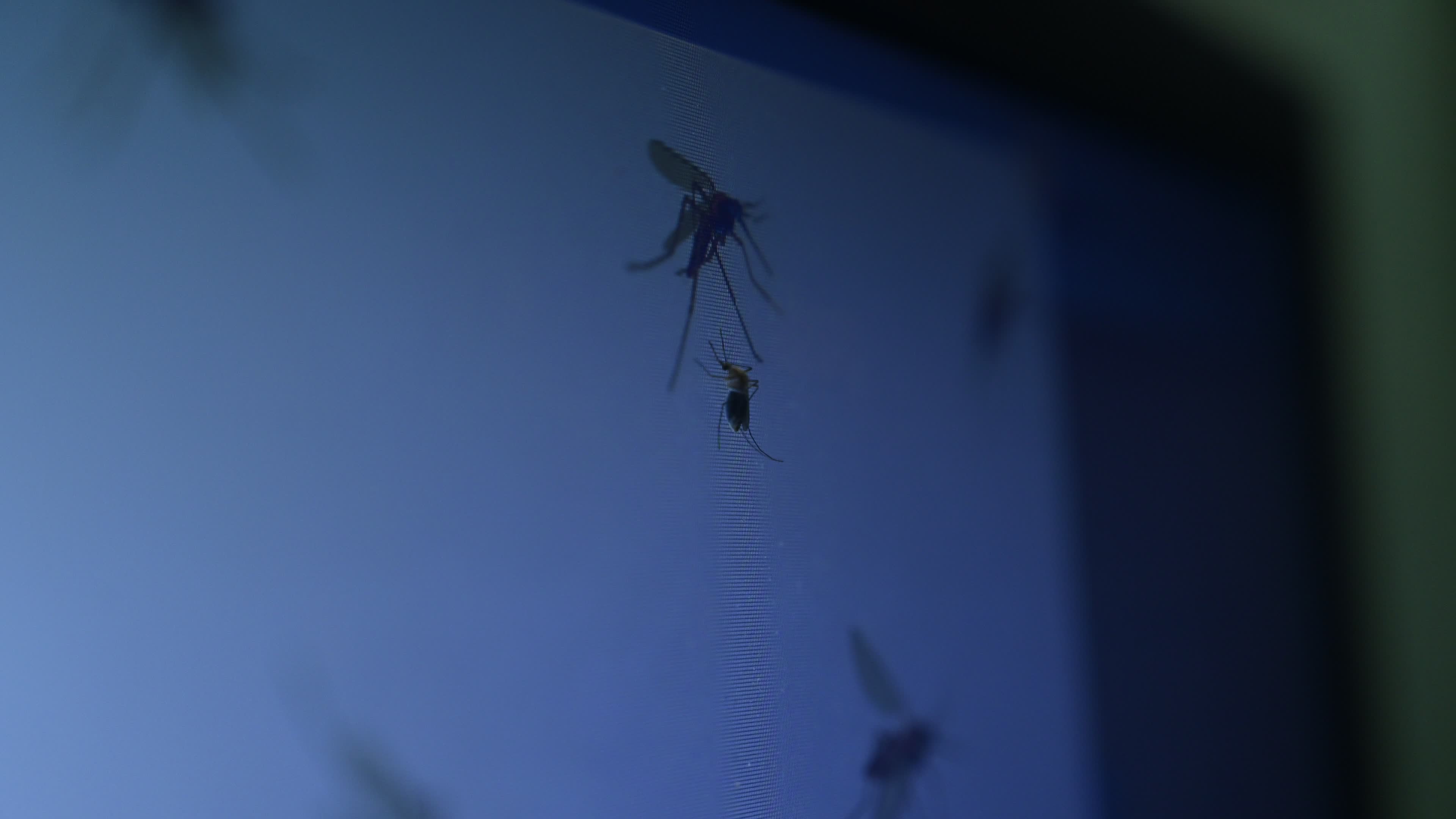 Mosquito - Disease Vector
