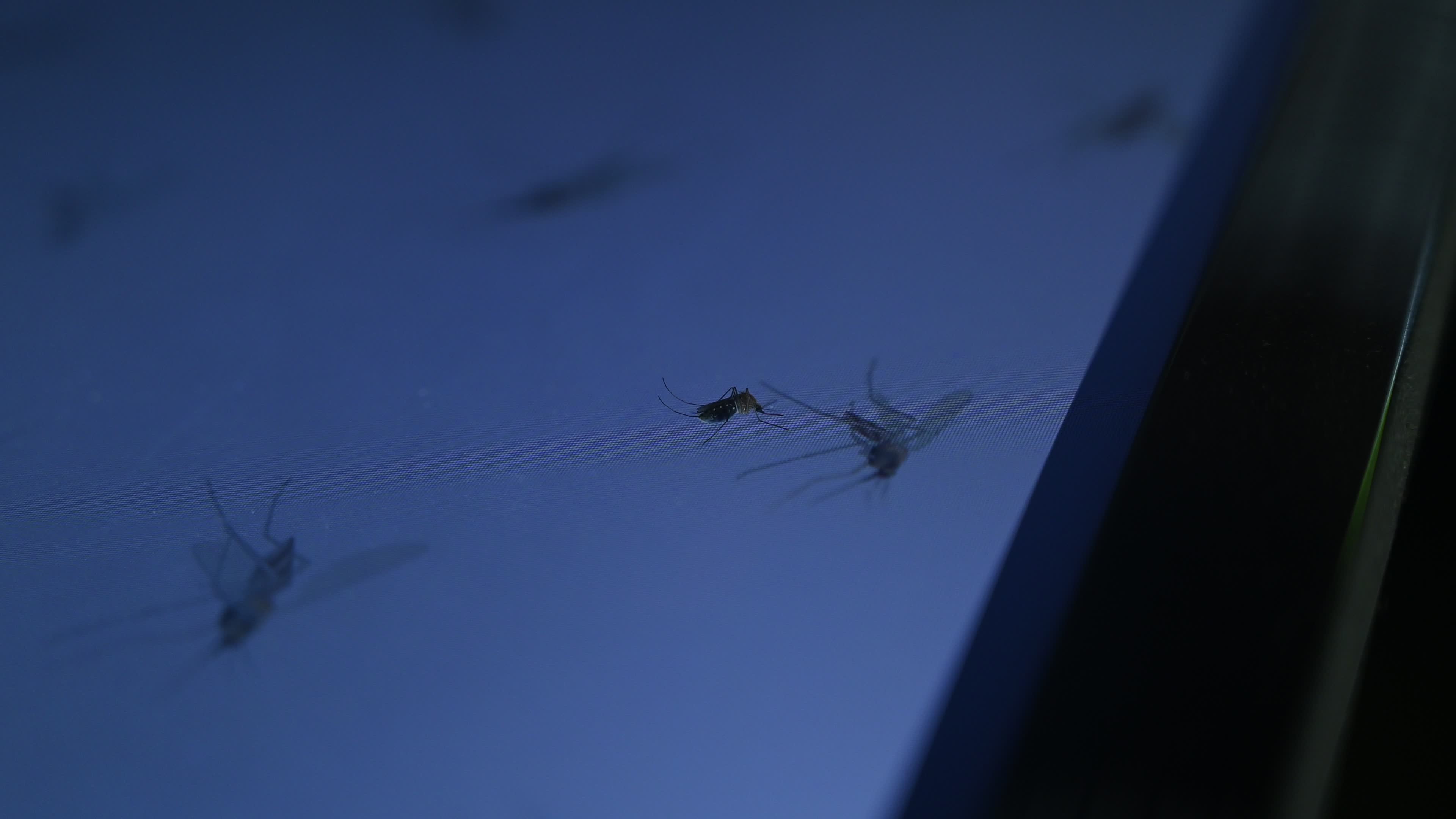 Mosquito - Disease Vector
