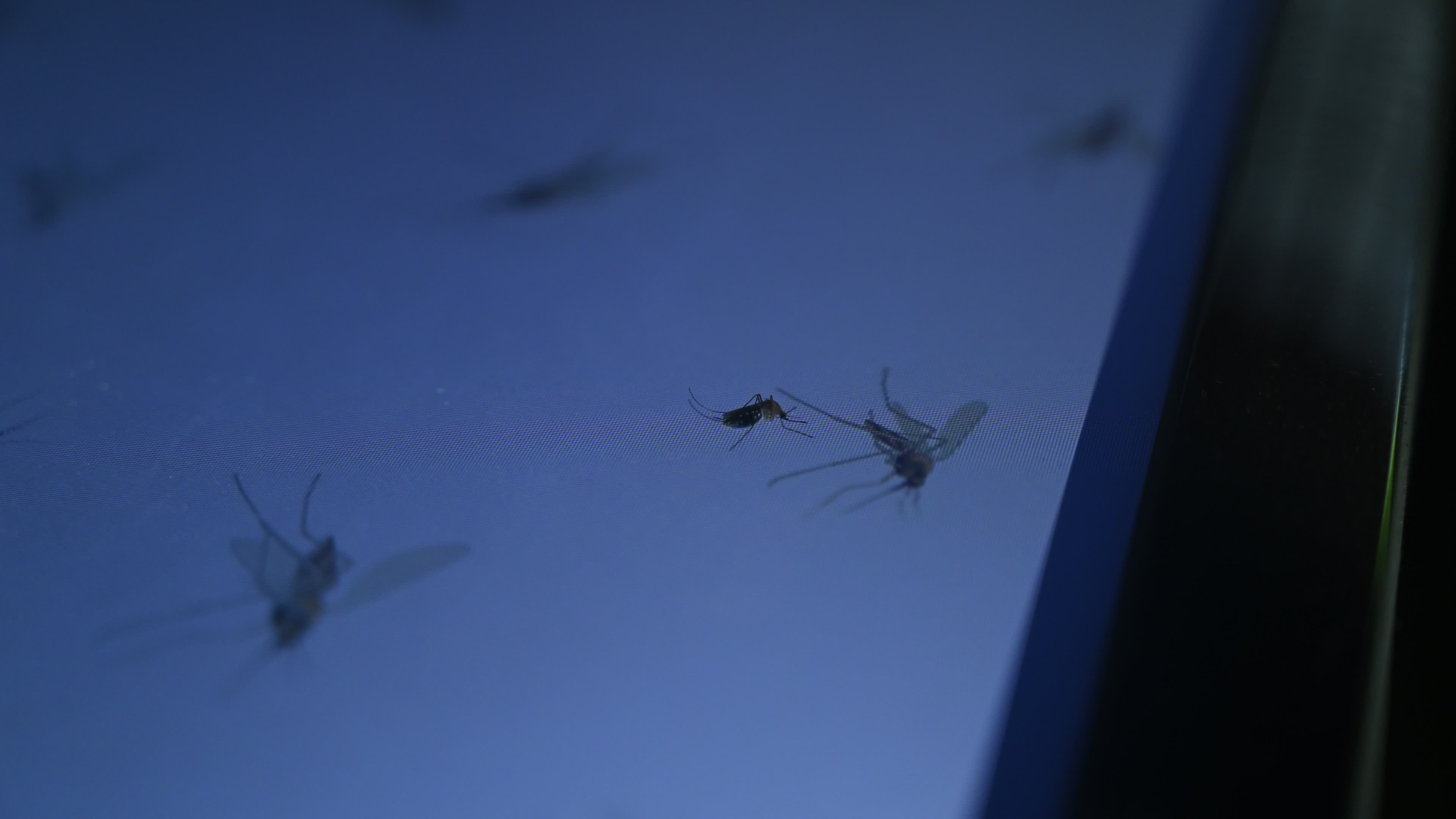 Mosquito - Disease Vector
