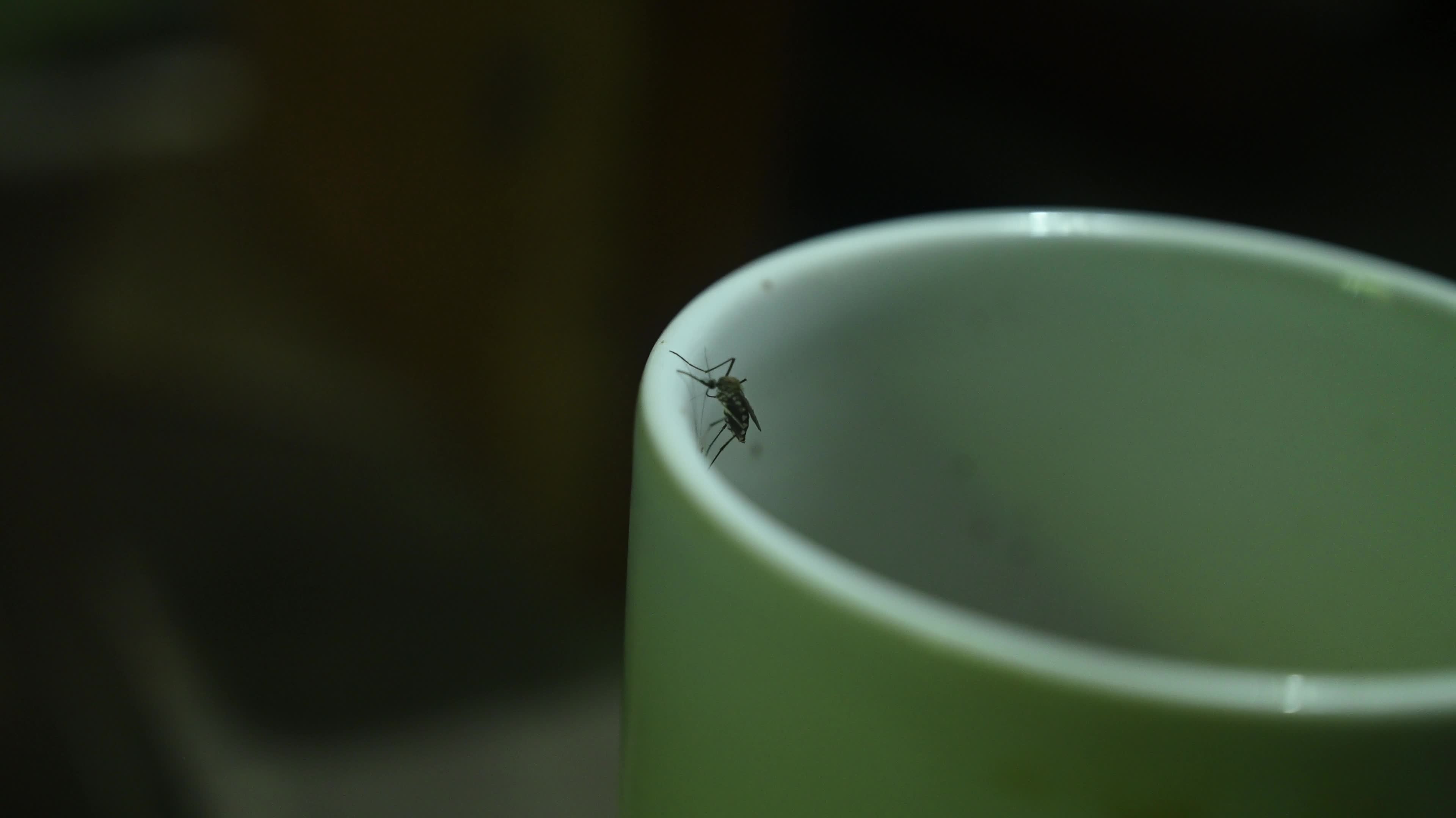 Mosquito - Disease Vector
