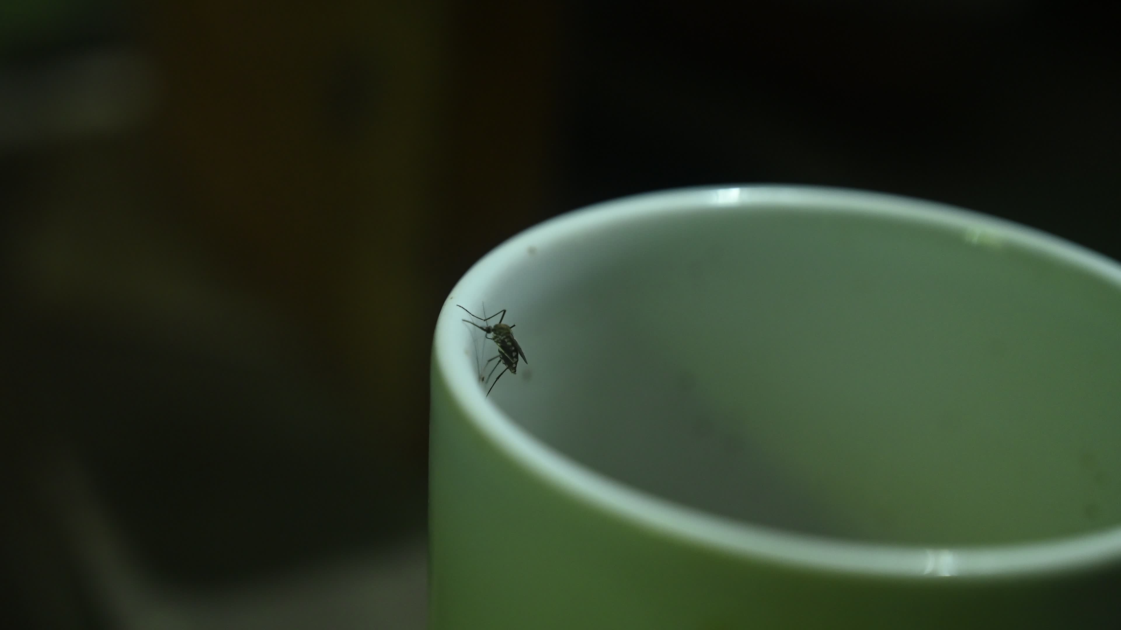 Mosquito - Disease Vector
