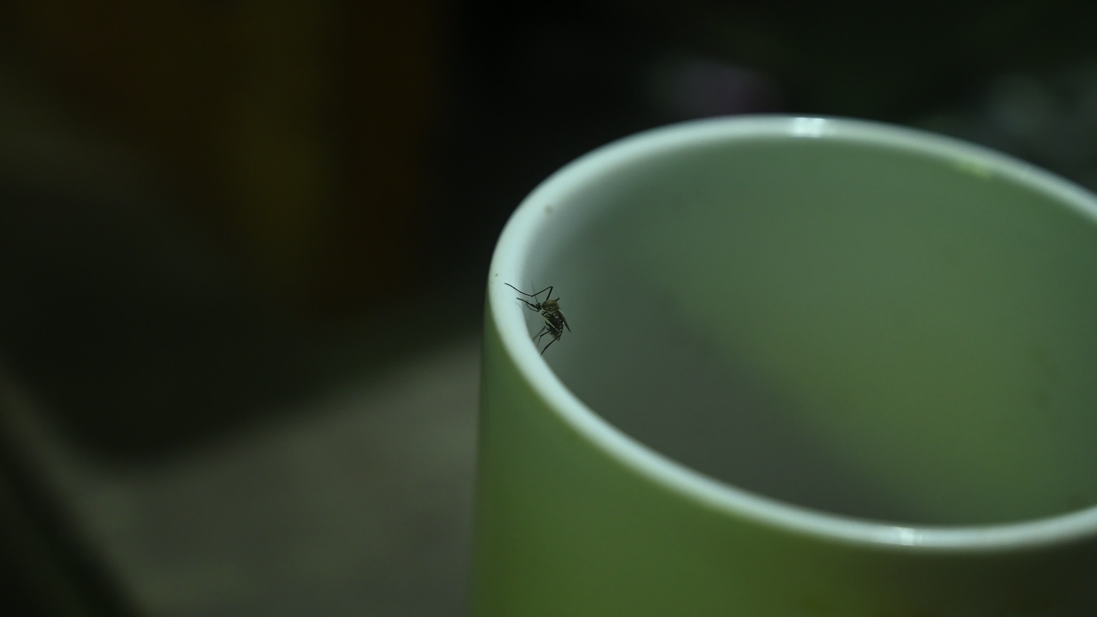 Mosquito - Disease Vector
