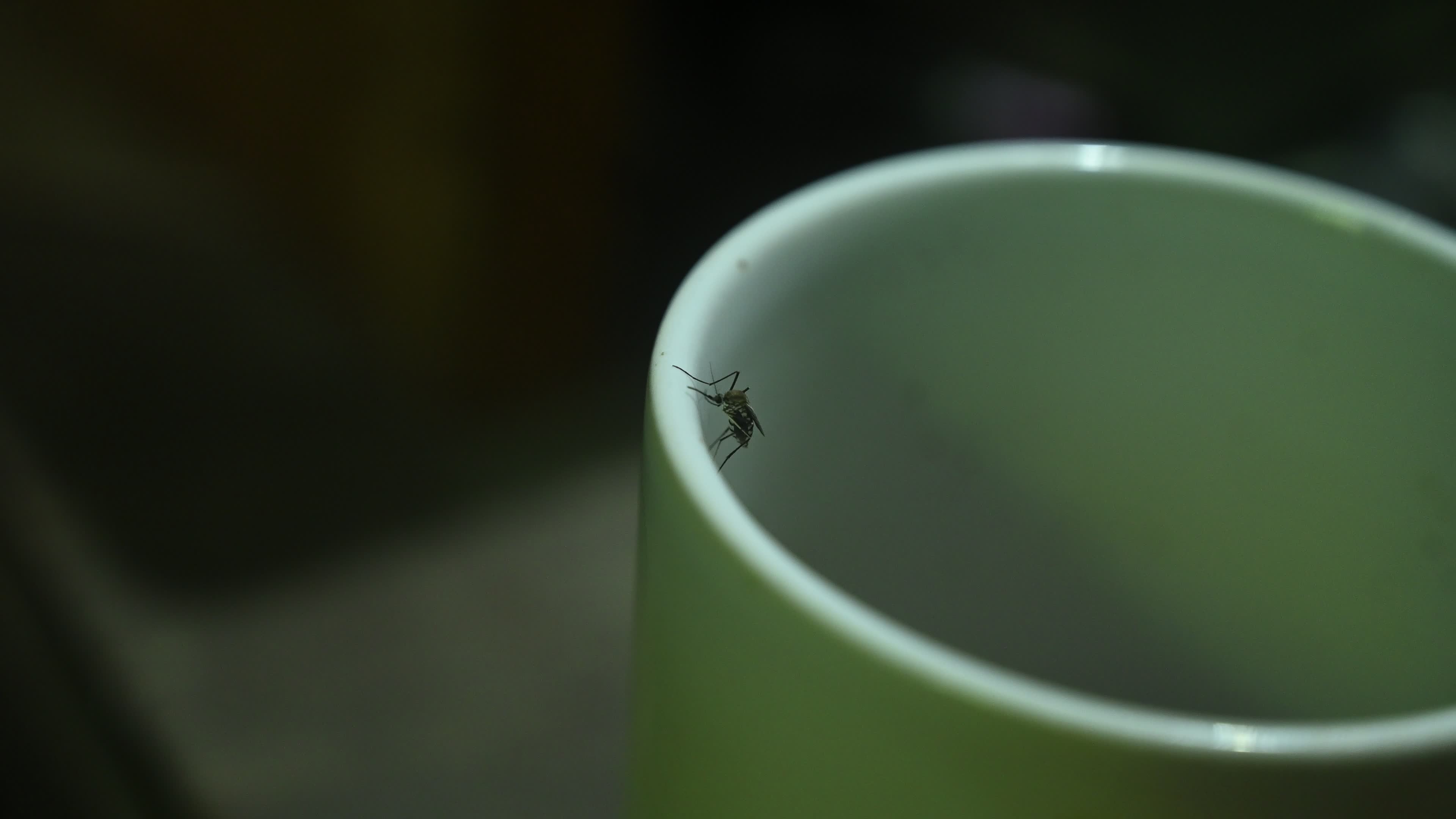 Mosquito - Disease Vector
