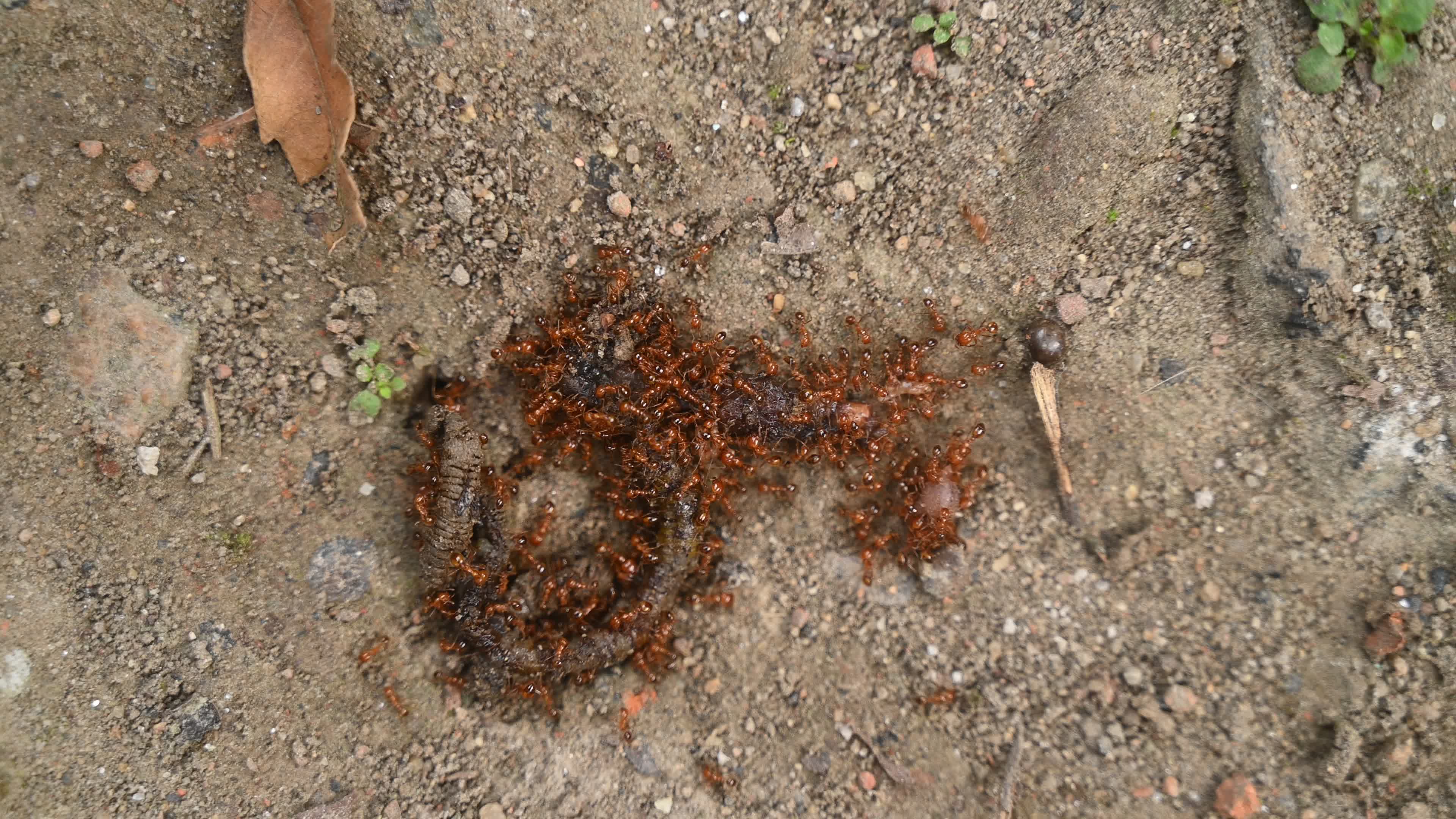 Trichomyrmex destructor - Destructive Trailing Ant - Animal India
