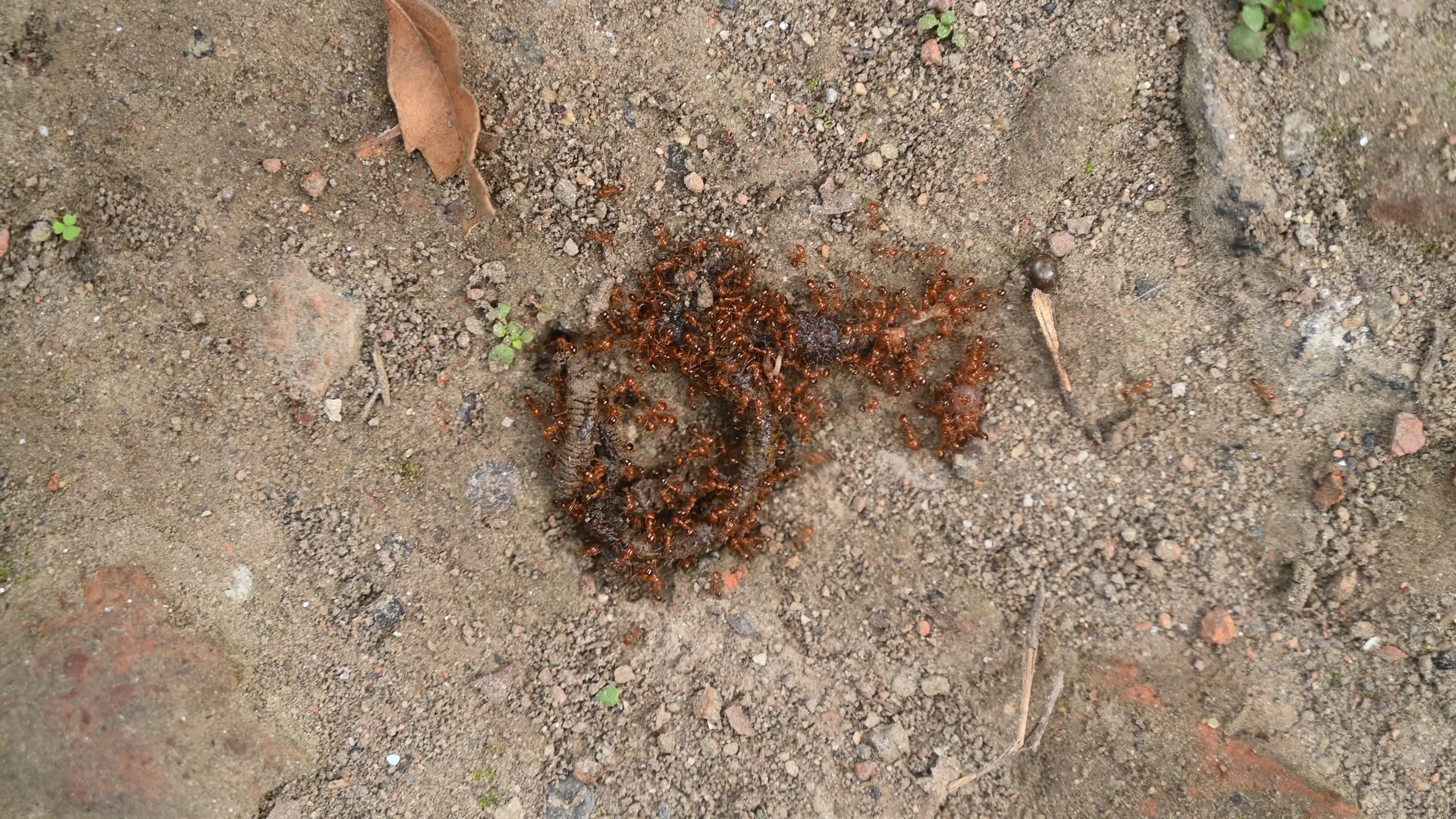 Trichomyrmex destructor - Destructive Trailing Ant - Animal India
