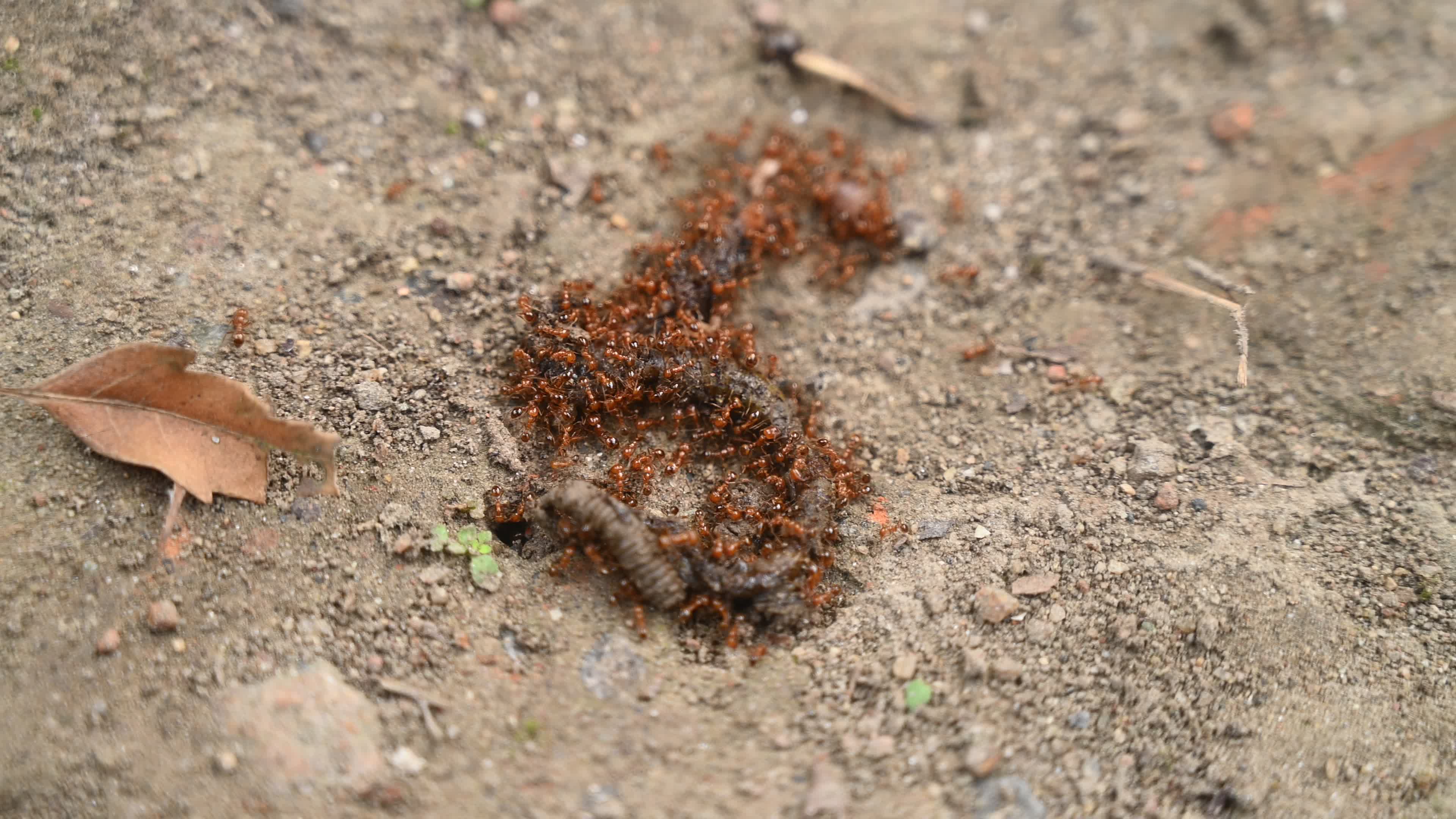Trichomyrmex destructor - Destructive Trailing Ant - Animal India
