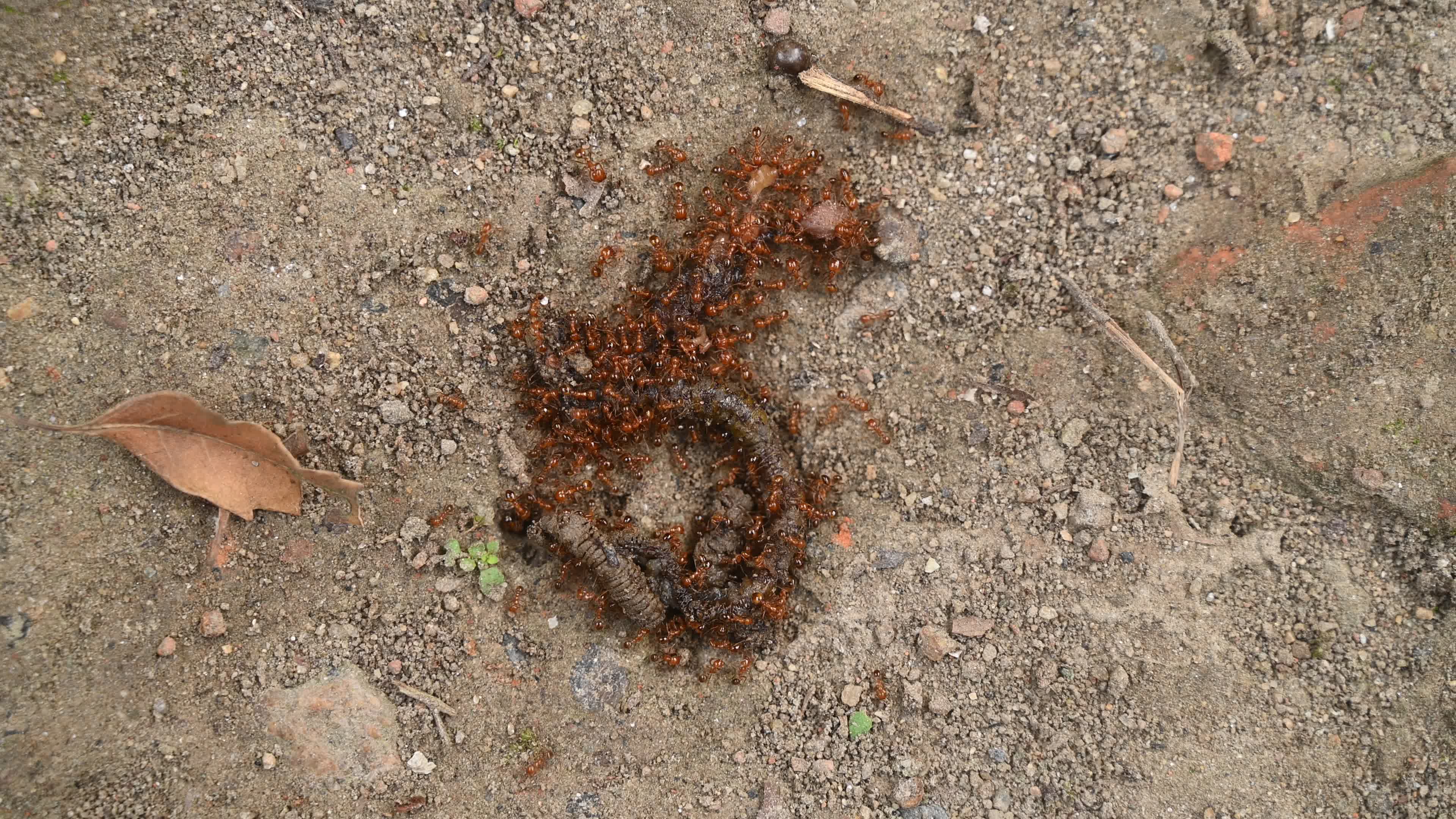 Trichomyrmex destructor - Destructive Trailing Ant - Animal India
