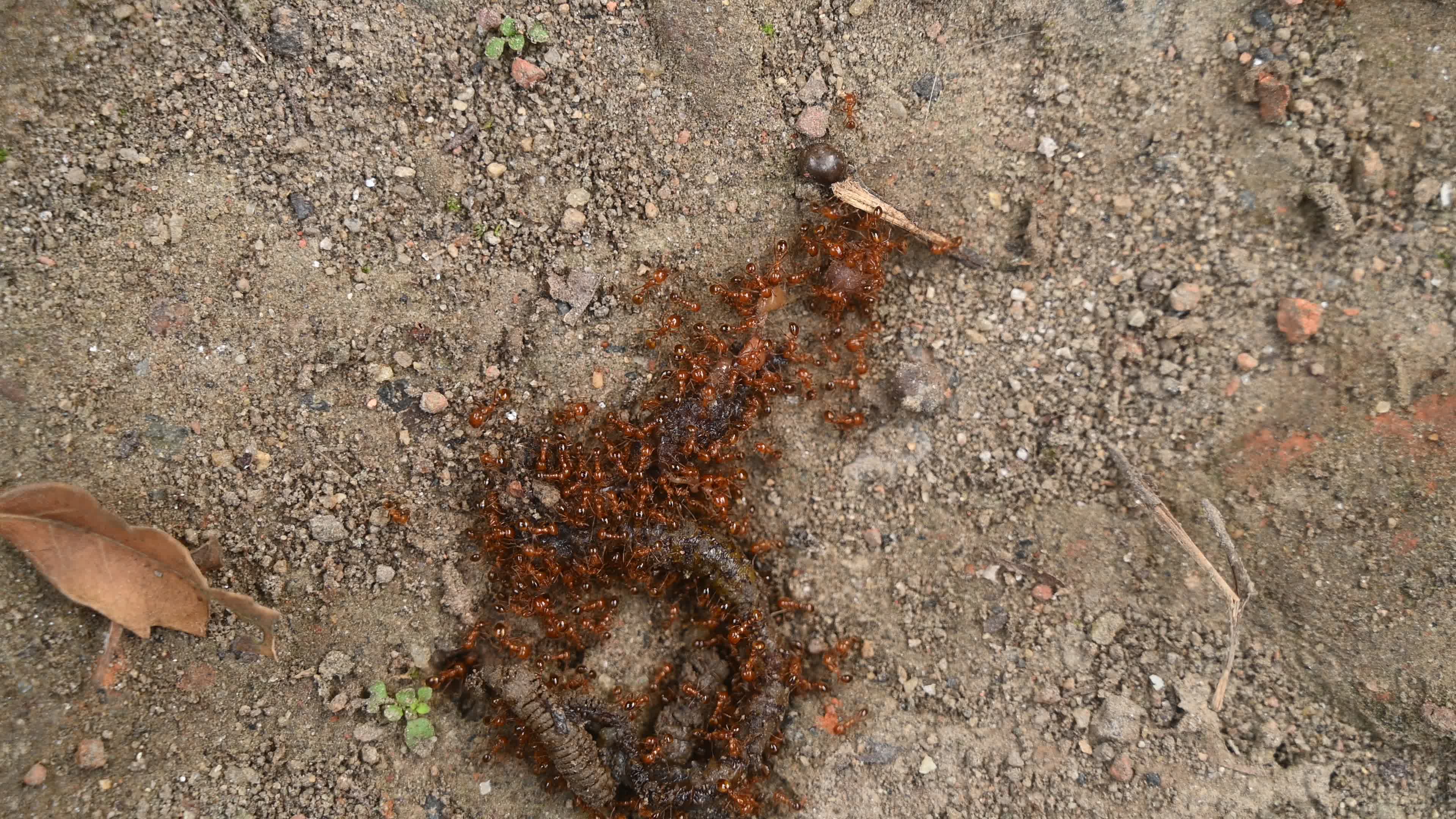Trichomyrmex destructor - Destructive Trailing Ant - Animal India
