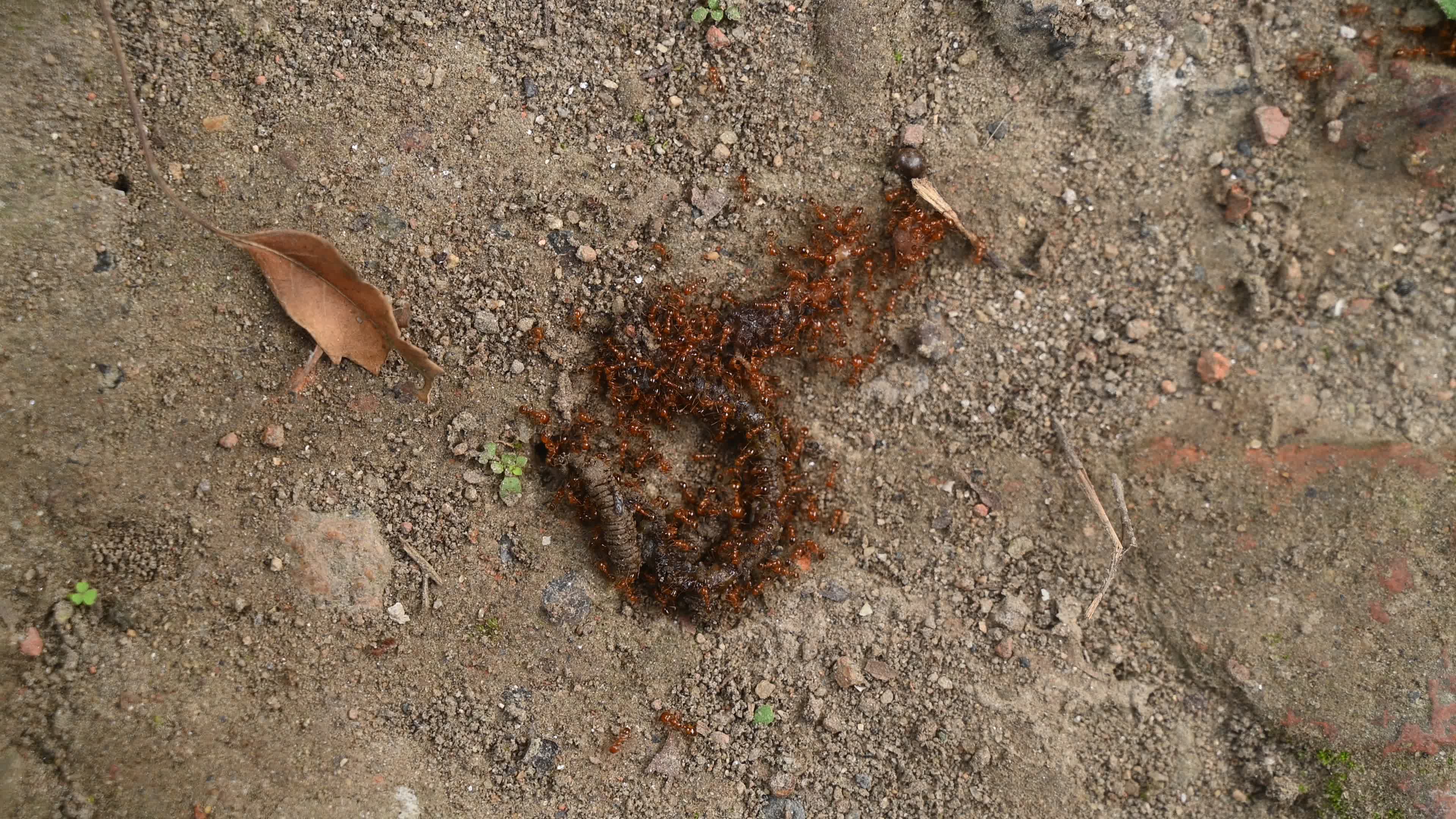Trichomyrmex destructor - Destructive Trailing Ant - Animal India
