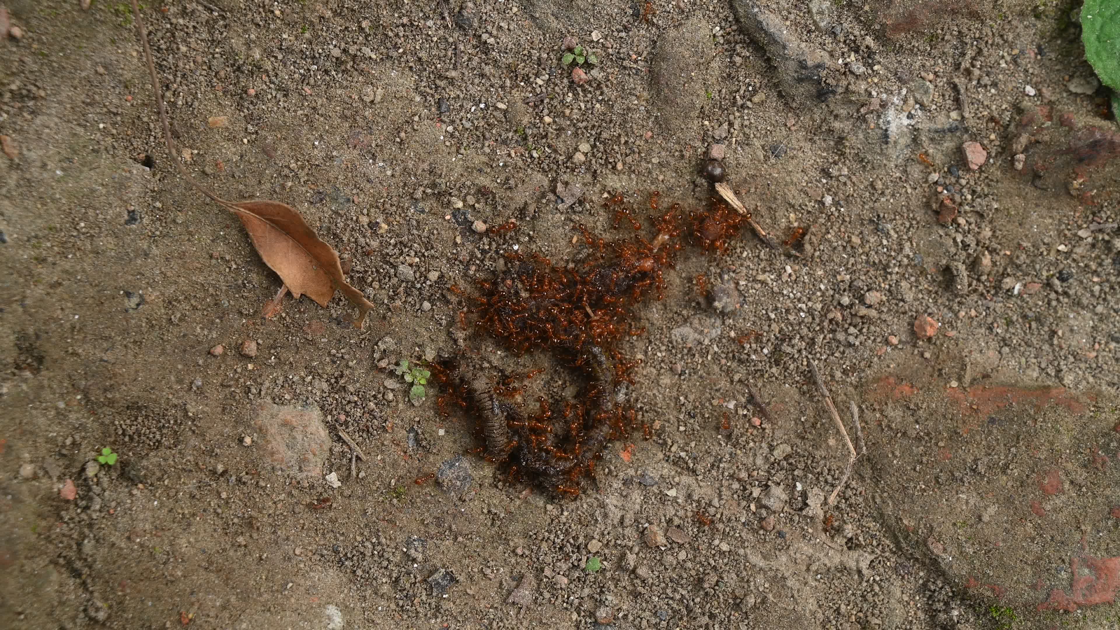 Trichomyrmex destructor - Destructive Trailing Ant - Animal India
