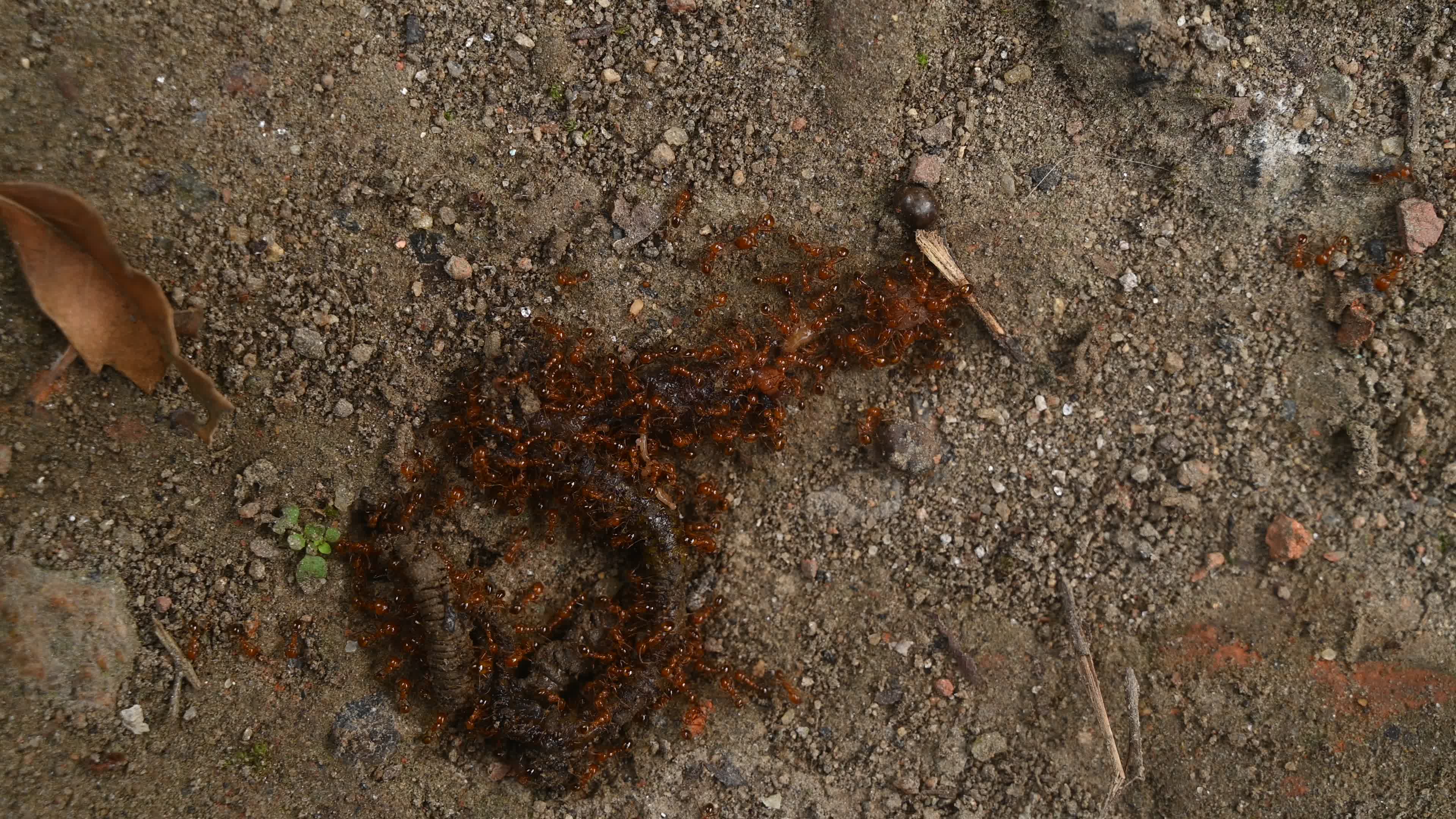 Trichomyrmex destructor - Destructive Trailing Ant - Animal India
