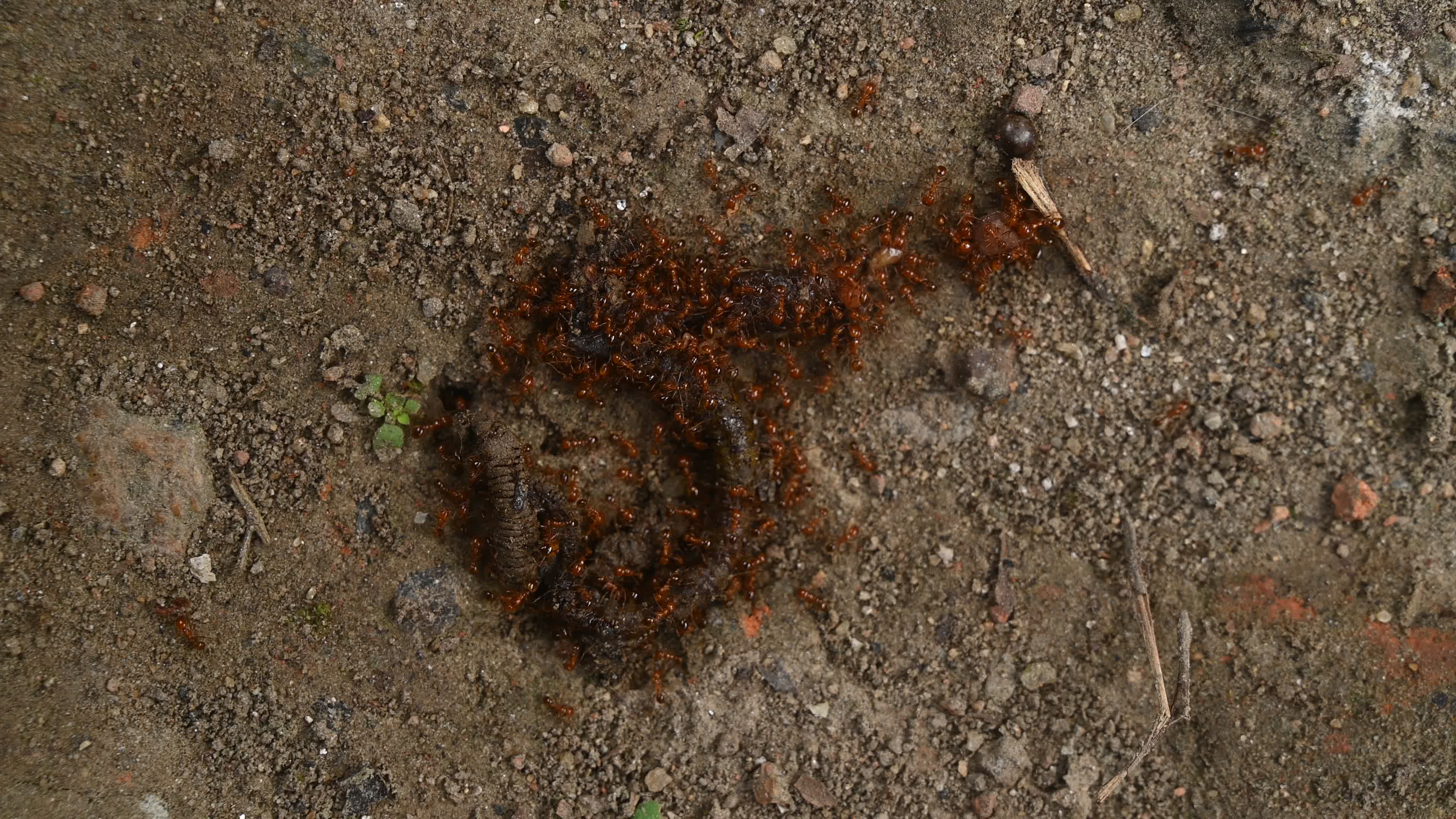 Trichomyrmex destructor - Destructive Trailing Ant - Animal India

