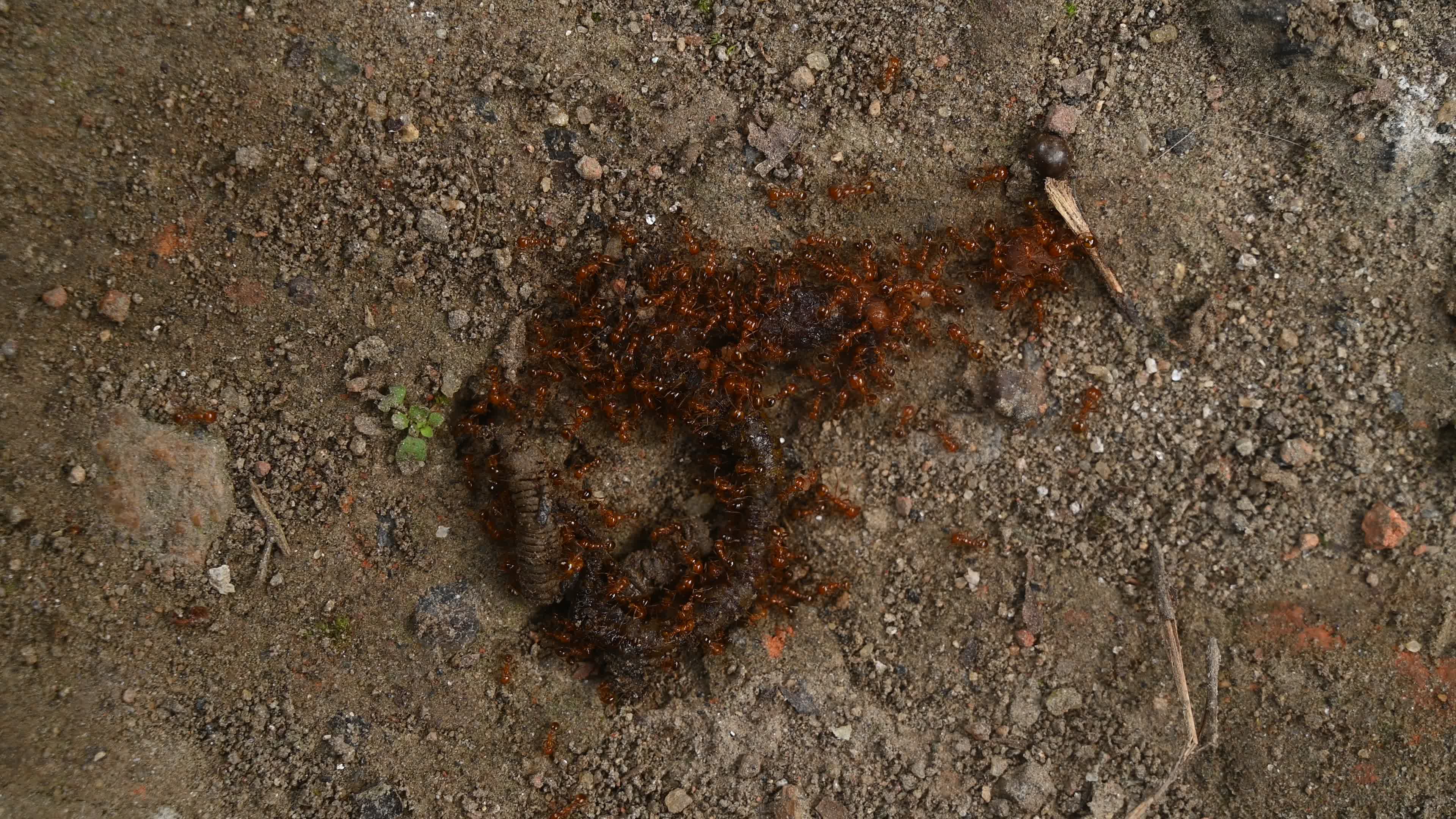 Trichomyrmex destructor - Destructive Trailing Ant - Animal India
