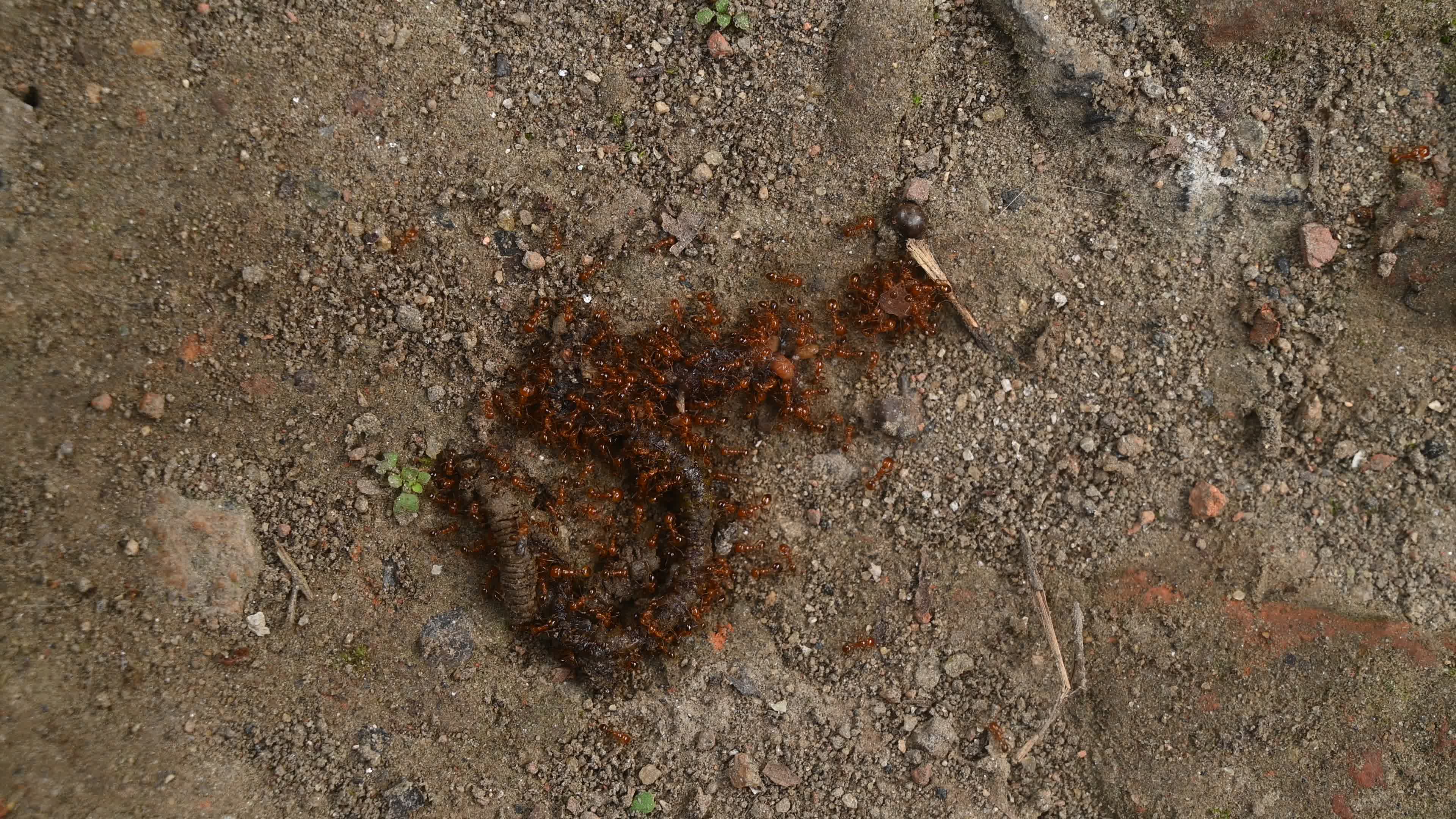 Trichomyrmex destructor - Destructive Trailing Ant - Animal India
