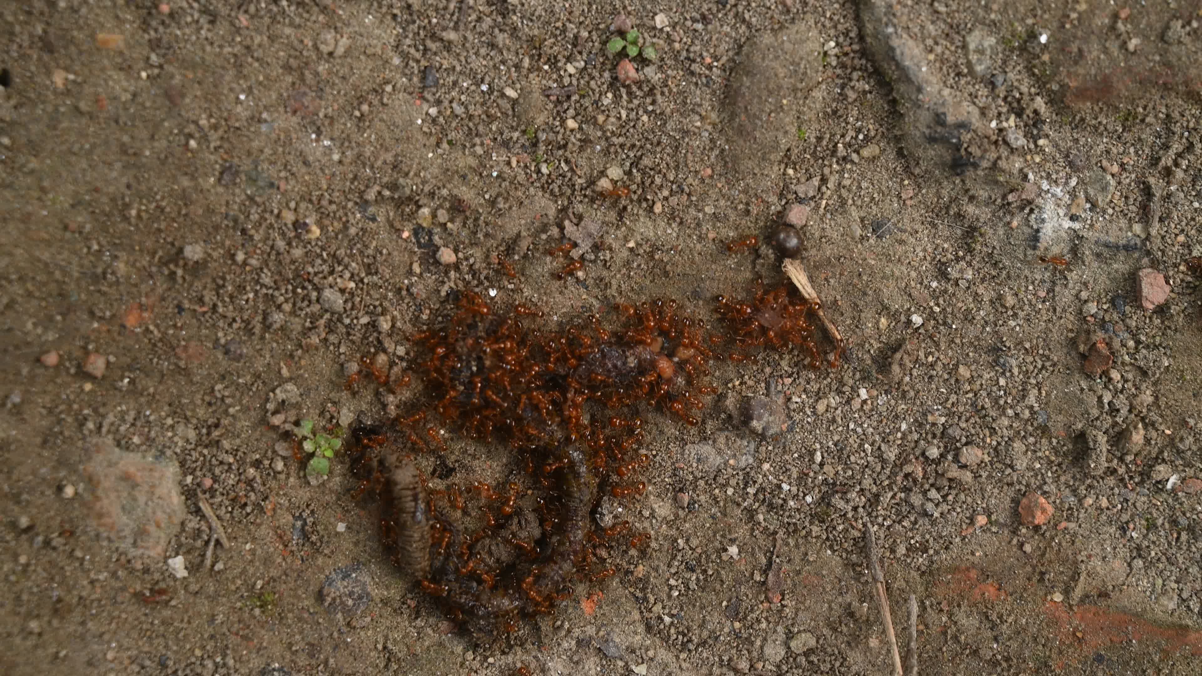 Trichomyrmex destructor - Destructive Trailing Ant - Animal India
