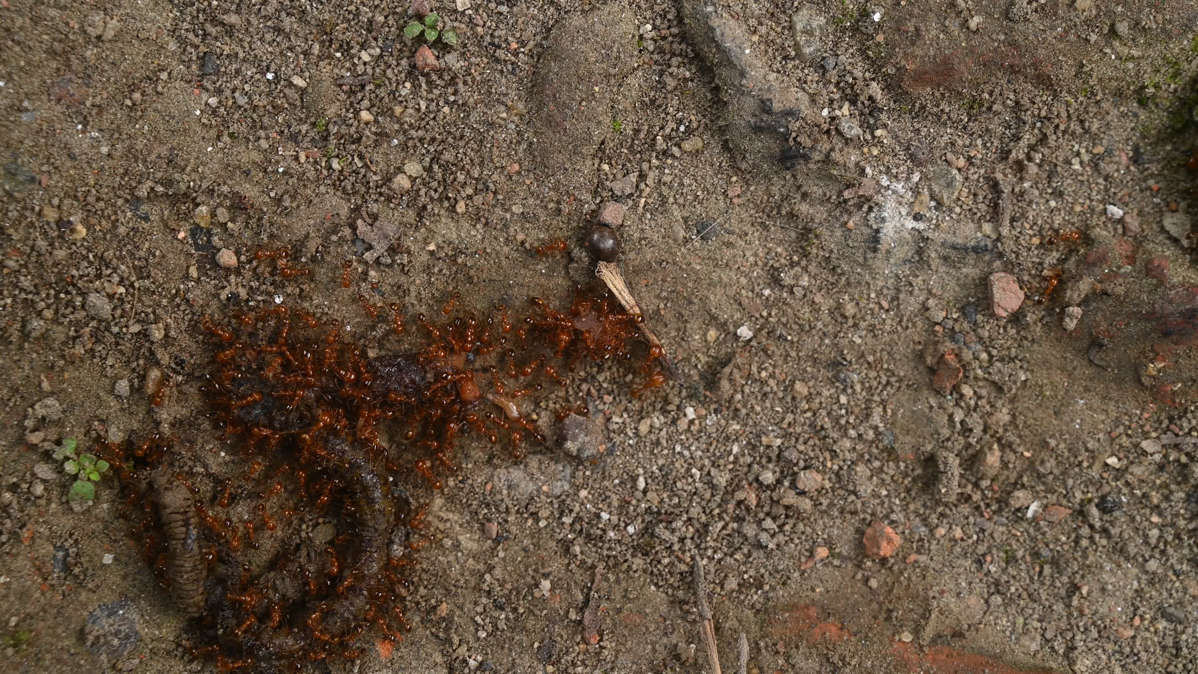 Trichomyrmex destructor - Destructive Trailing Ant - Animal India
