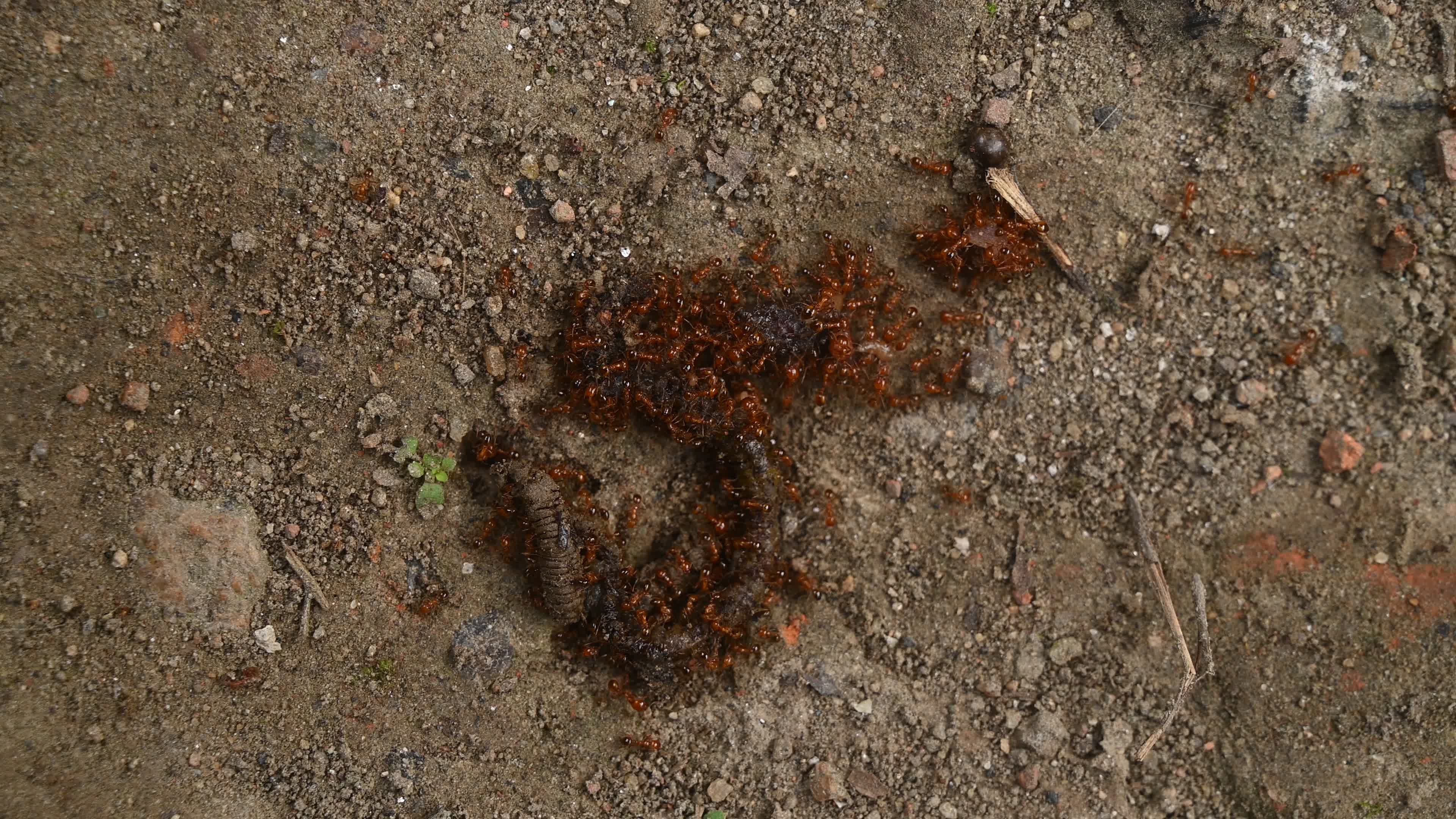 Trichomyrmex destructor - Destructive Trailing Ant - Animal India
