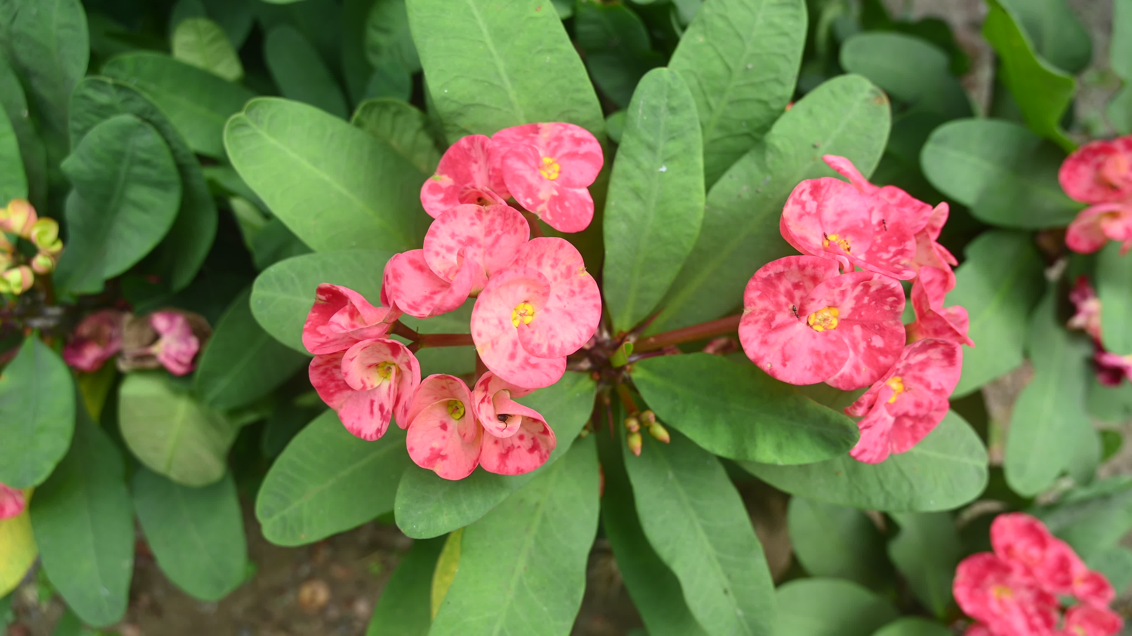 Euphorbia milii - Crowns of Thorns Plant  - Plant India
