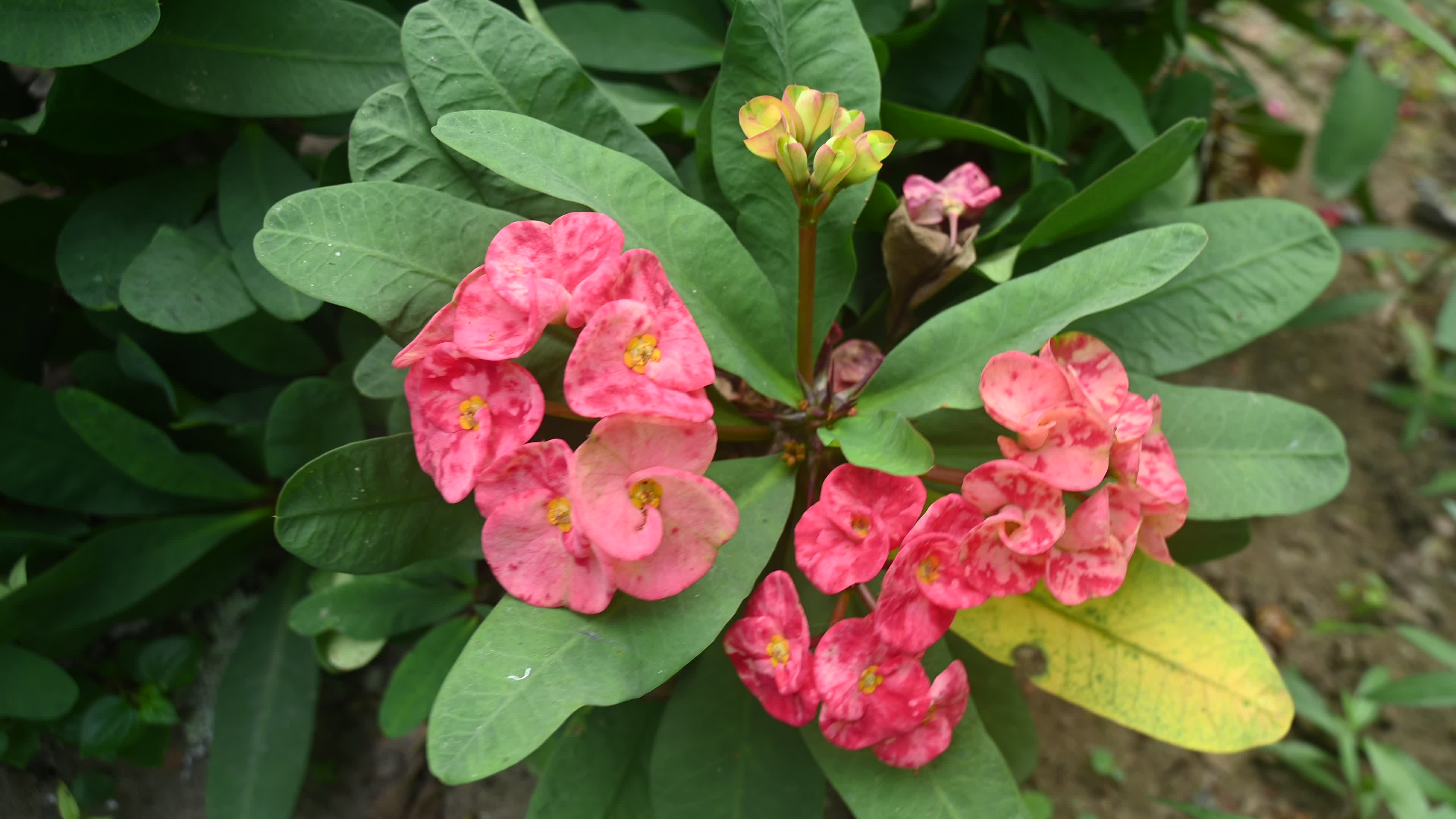 Euphorbia milii - Crowns of Thorns Plant  - Plant India
