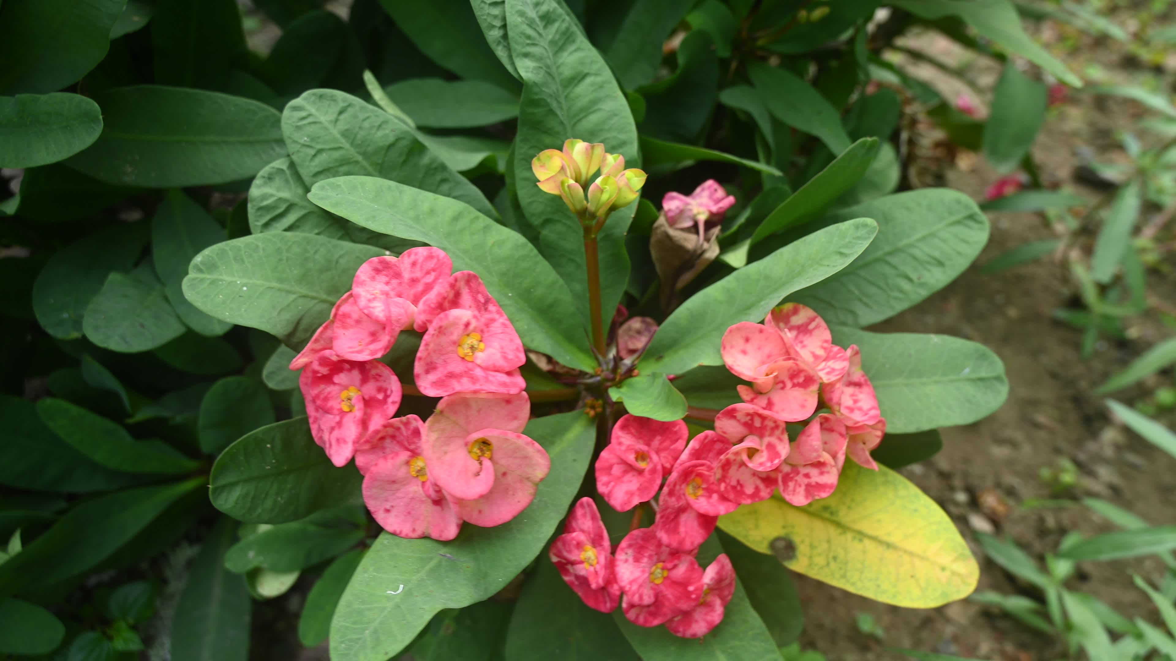 Euphorbia milii - Crowns of Thorns Plant  - Plant India
