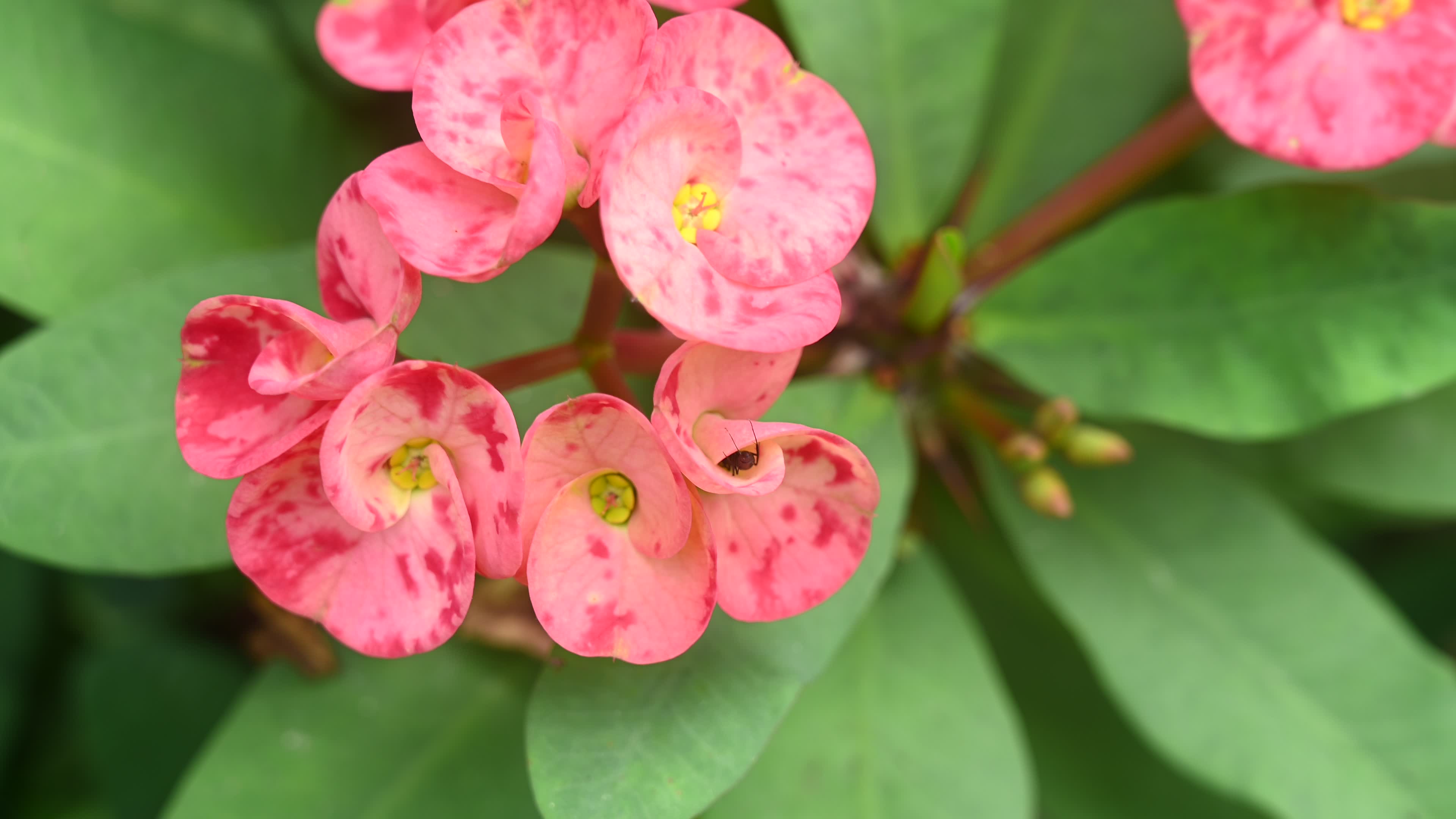Euphorbia milii - Crowns of Thorns Plant  - Plant India
