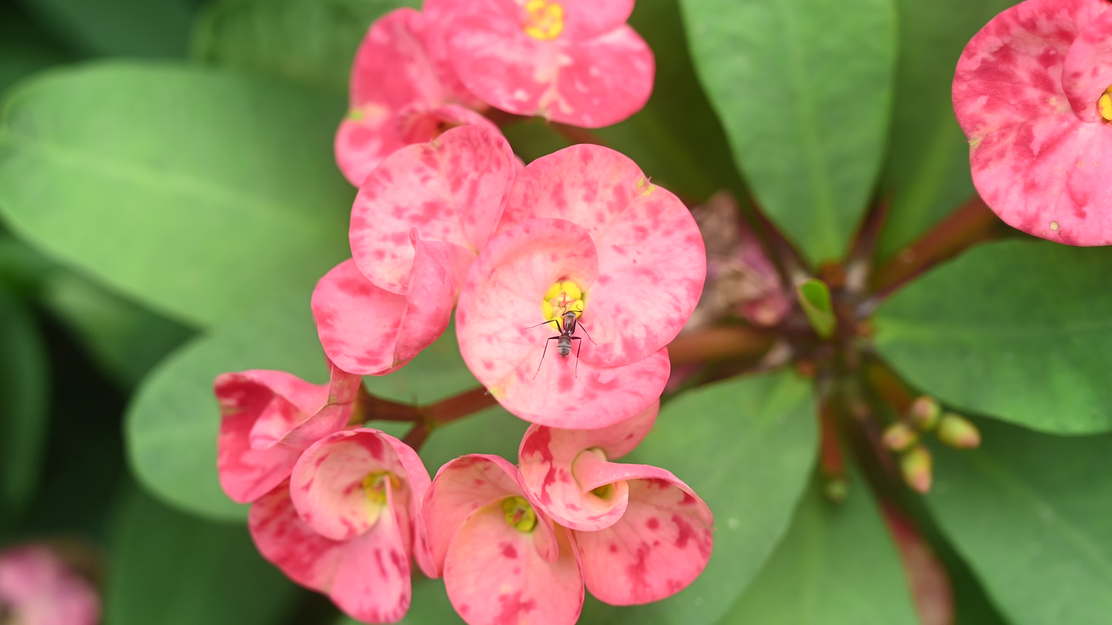 Euphorbia milii - Crowns of Thorns Plant  - Plant India
