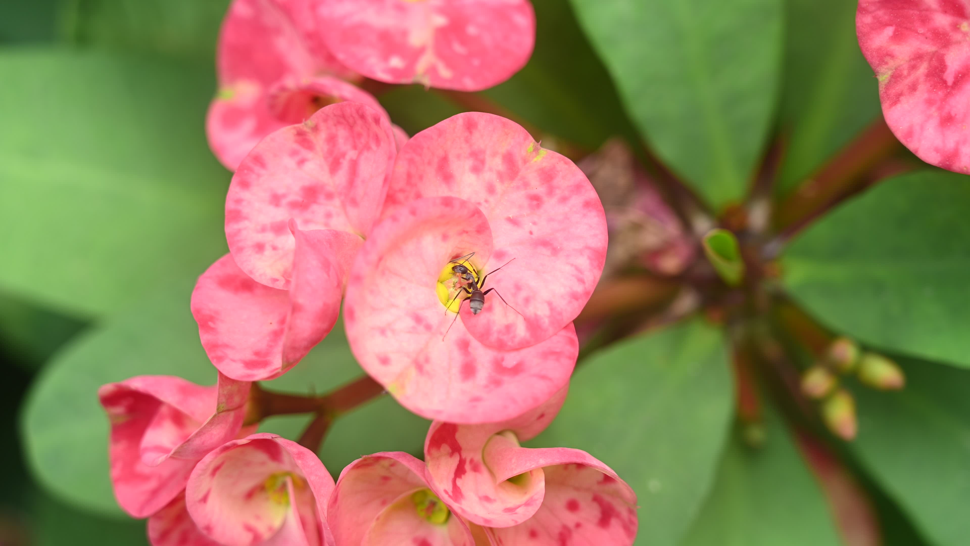 Euphorbia milii - Crowns of Thorns Plant  - Plant India
