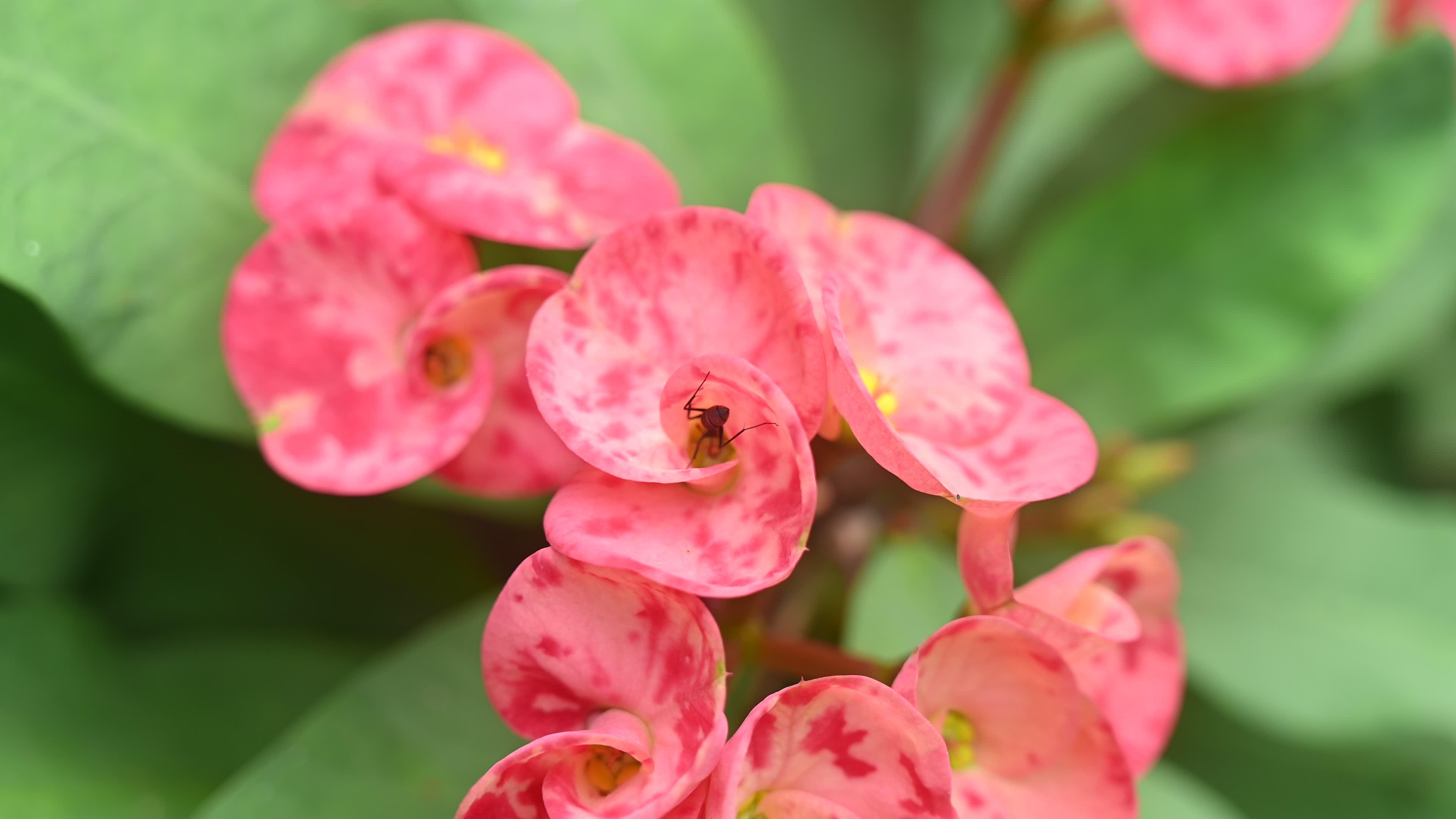 Euphorbia milii - Crowns of Thorns Plant  - Plant India
