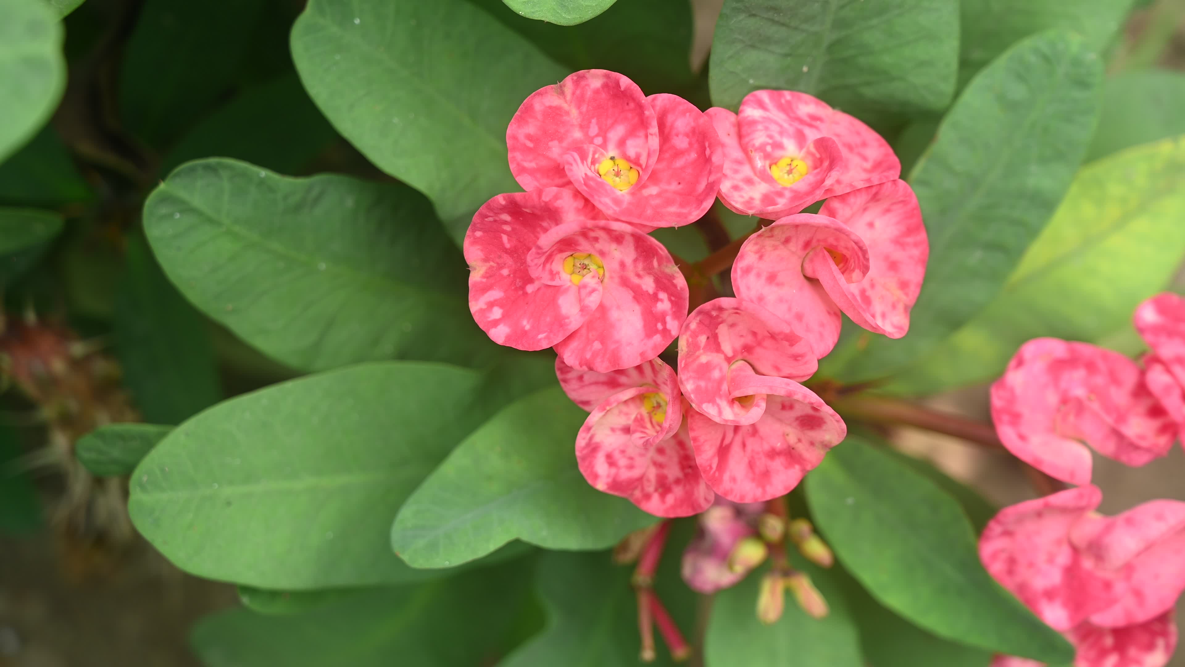 Euphorbia milii - Crowns of Thorns Plant  - Plant India
