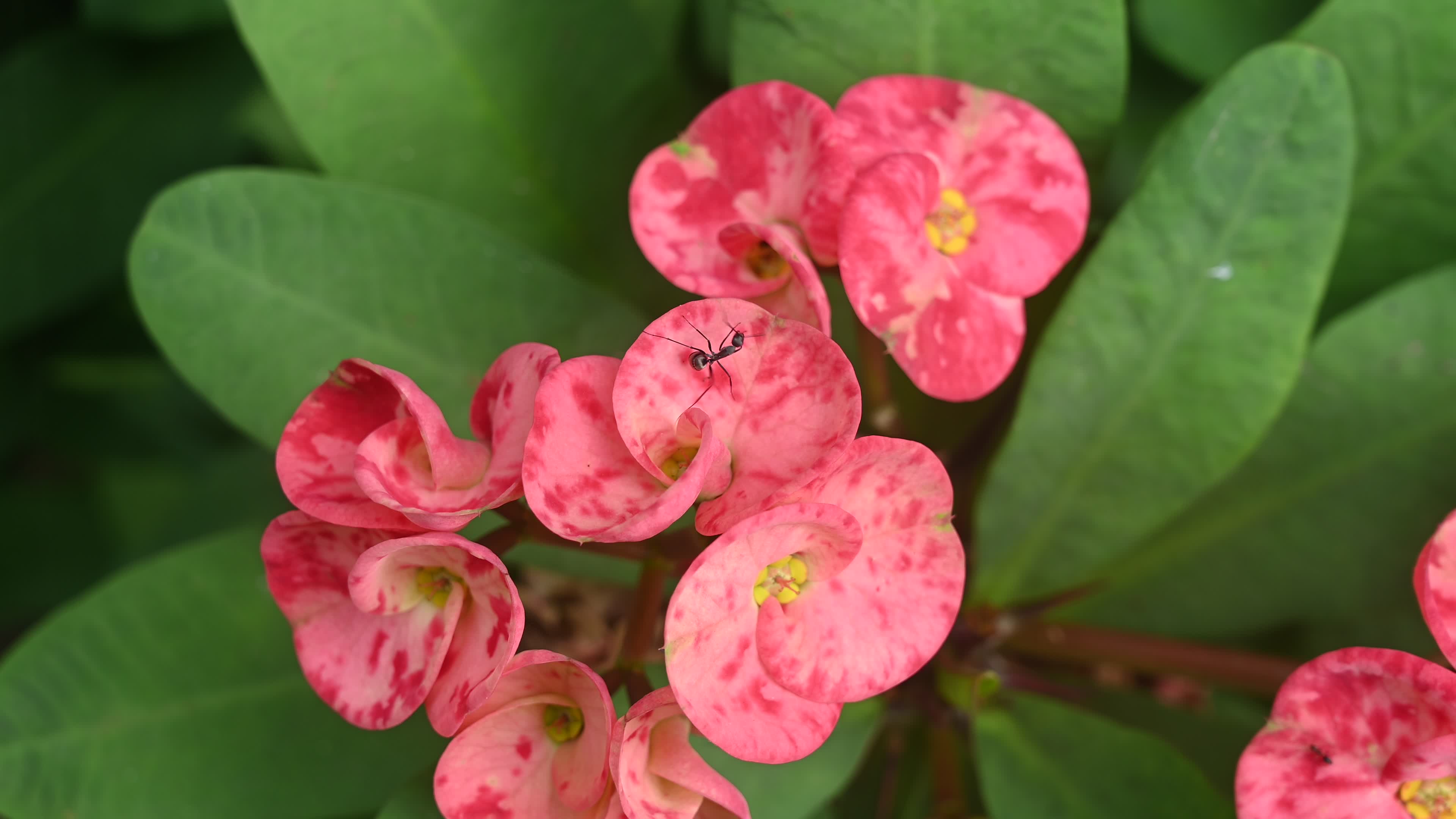 Euphorbia milii - Crowns of Thorns Plant  - Plant India
