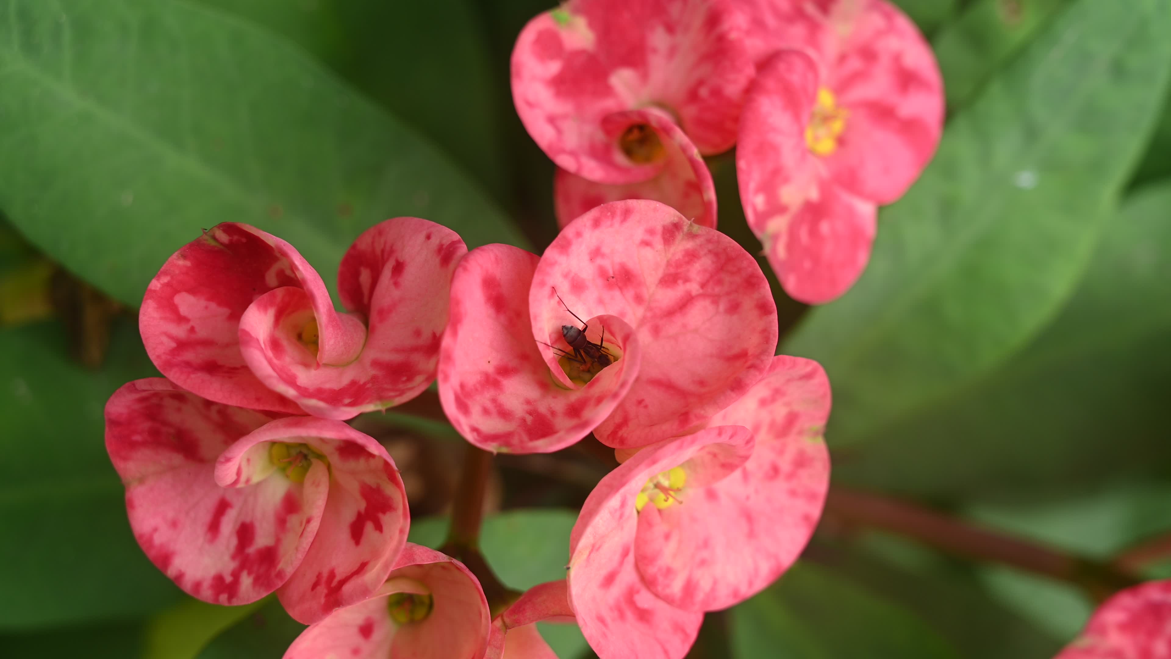 Euphorbia milii - Crowns of Thorns Plant  - Plant India
