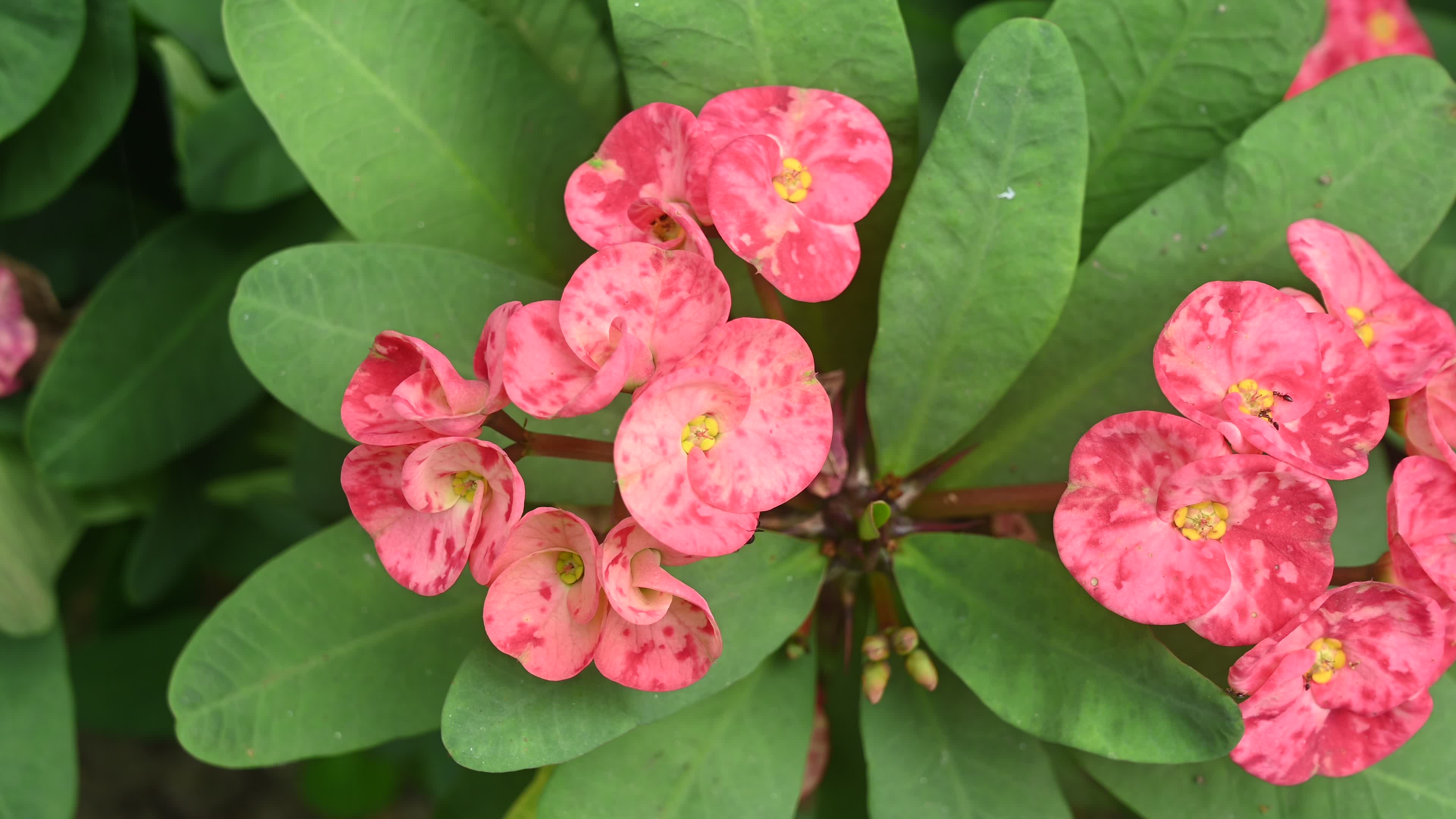 Euphorbia milii - Crowns of Thorns Plant  - Plant India
