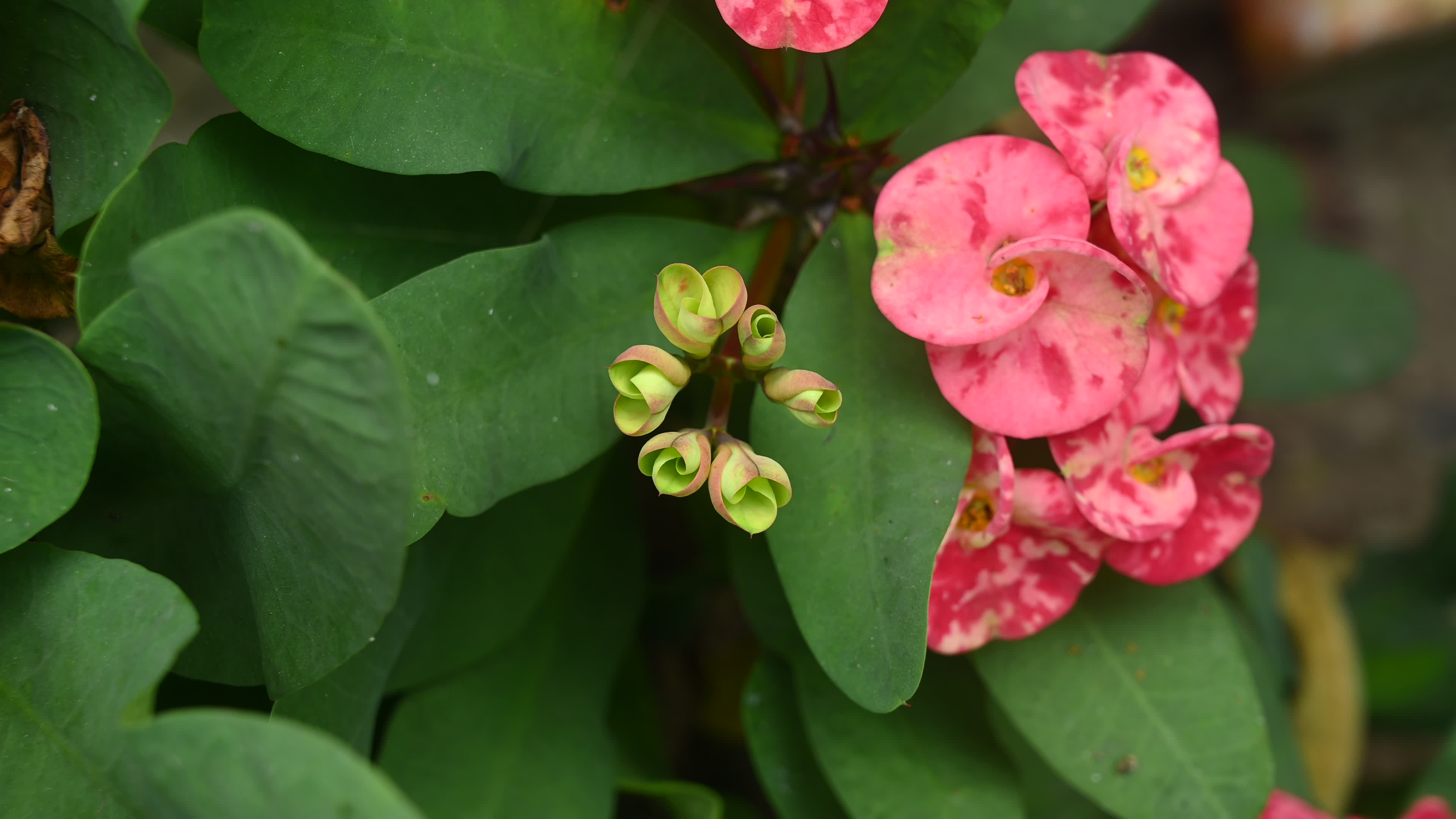 Euphorbia milii - Crowns of Thorns Plant  - Plant India
