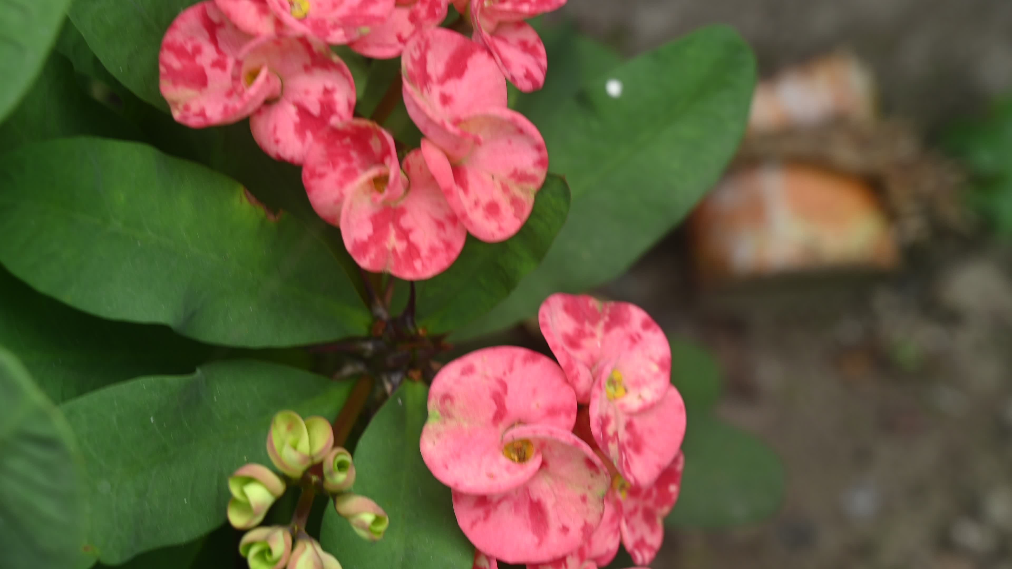 Euphorbia milii - Crowns of Thorns Plant  - Plant India
