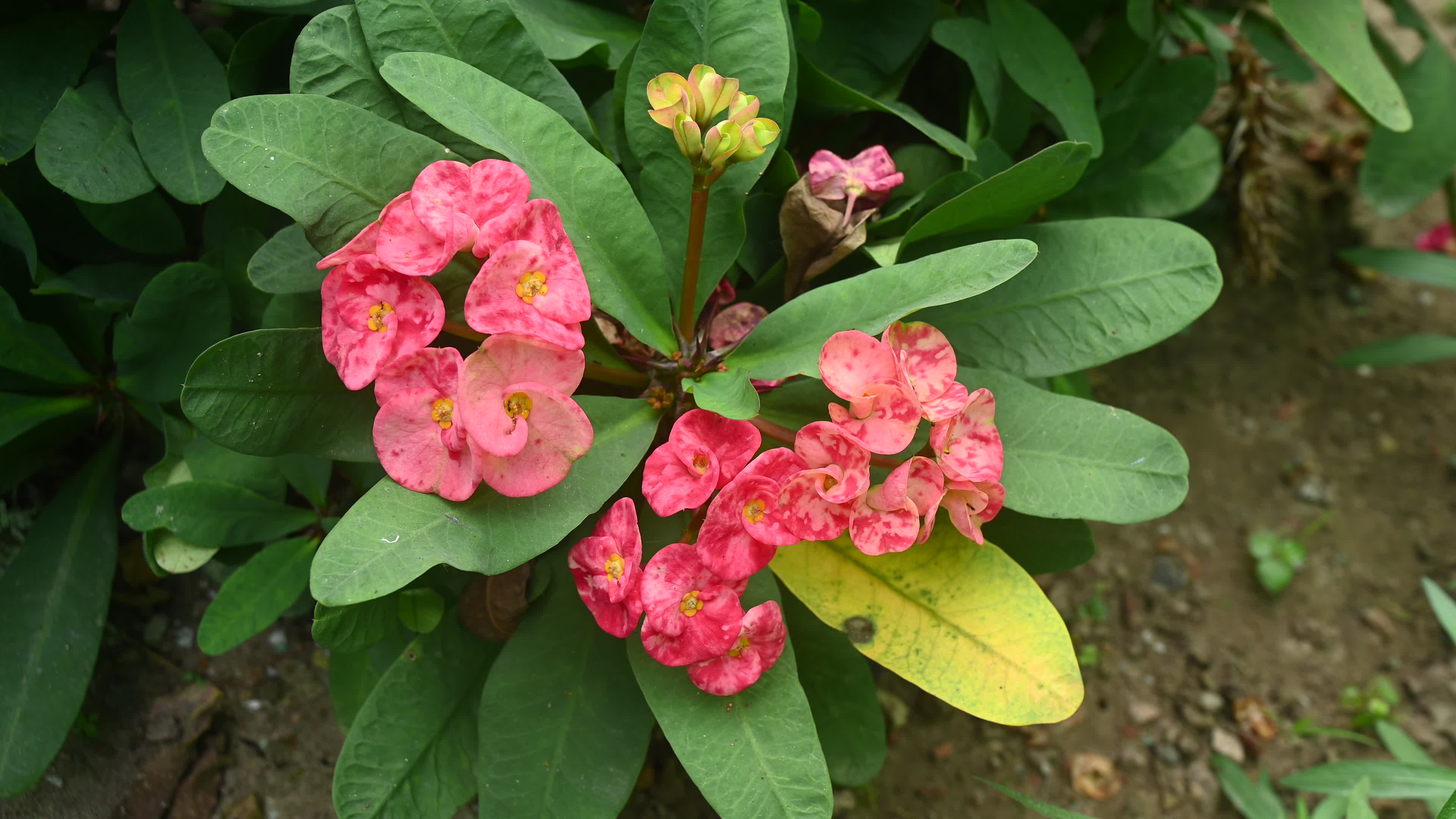 Euphorbia milii - Crowns of Thorns Plant  - Plant India
